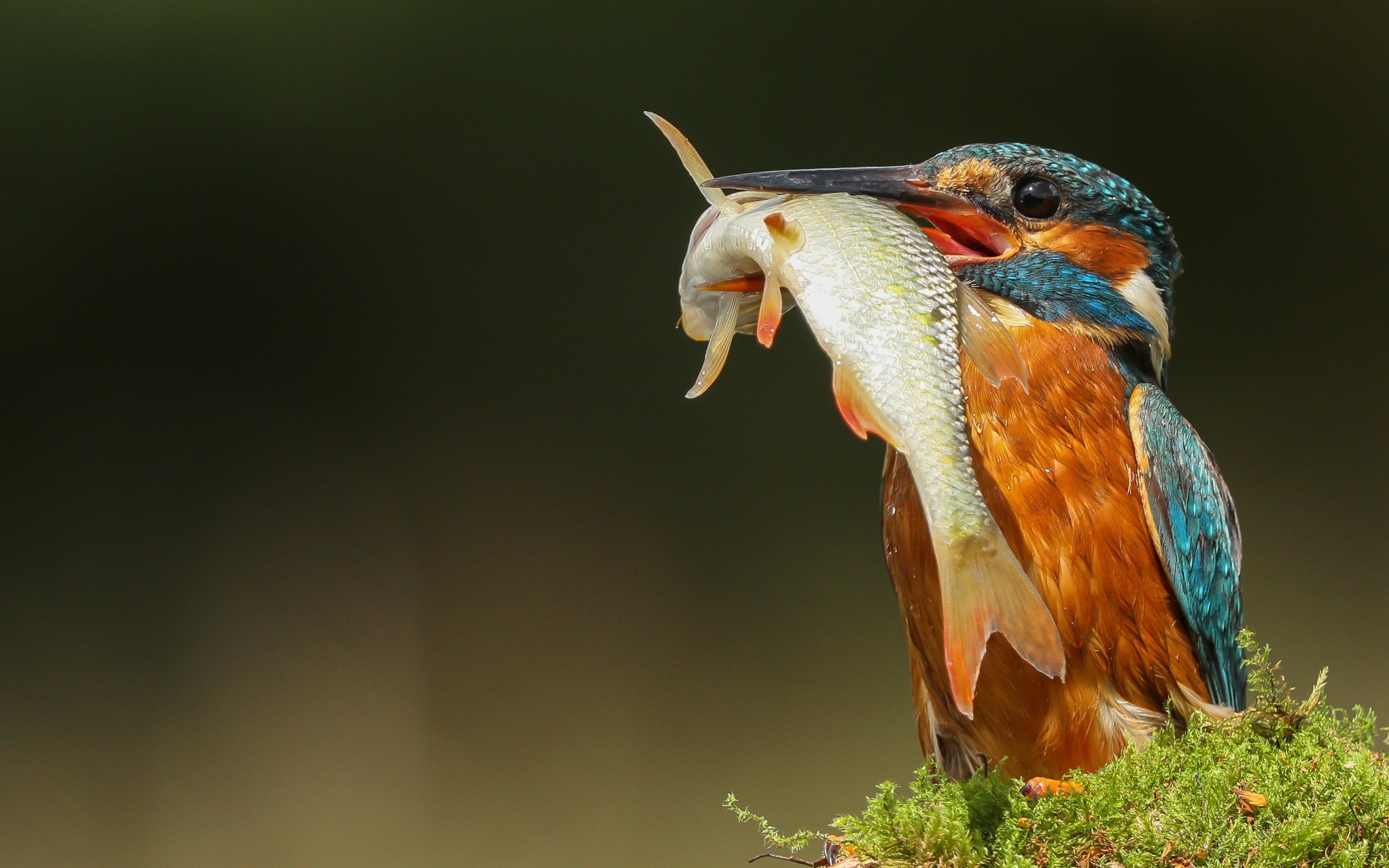 Яркая птица зимородок с рыбой в клюве