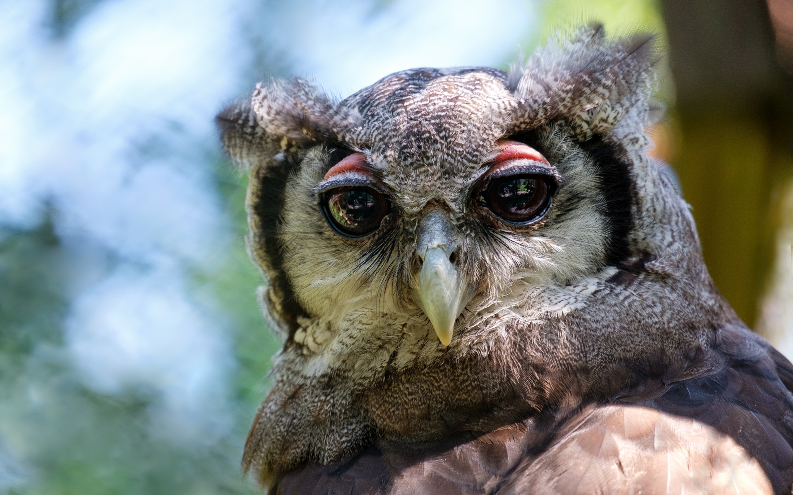 Серая сова с большими глазами