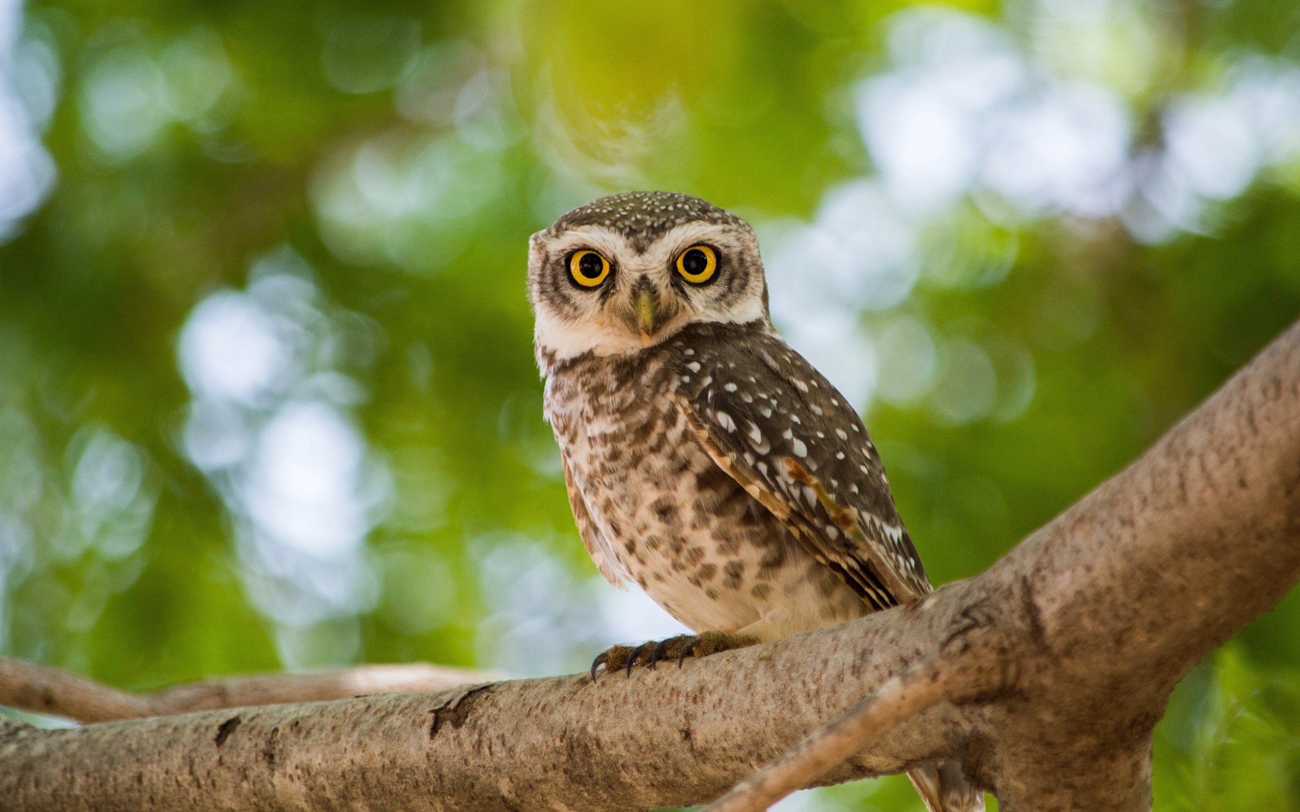Серая сова с  большими желтыми глазами на дереве