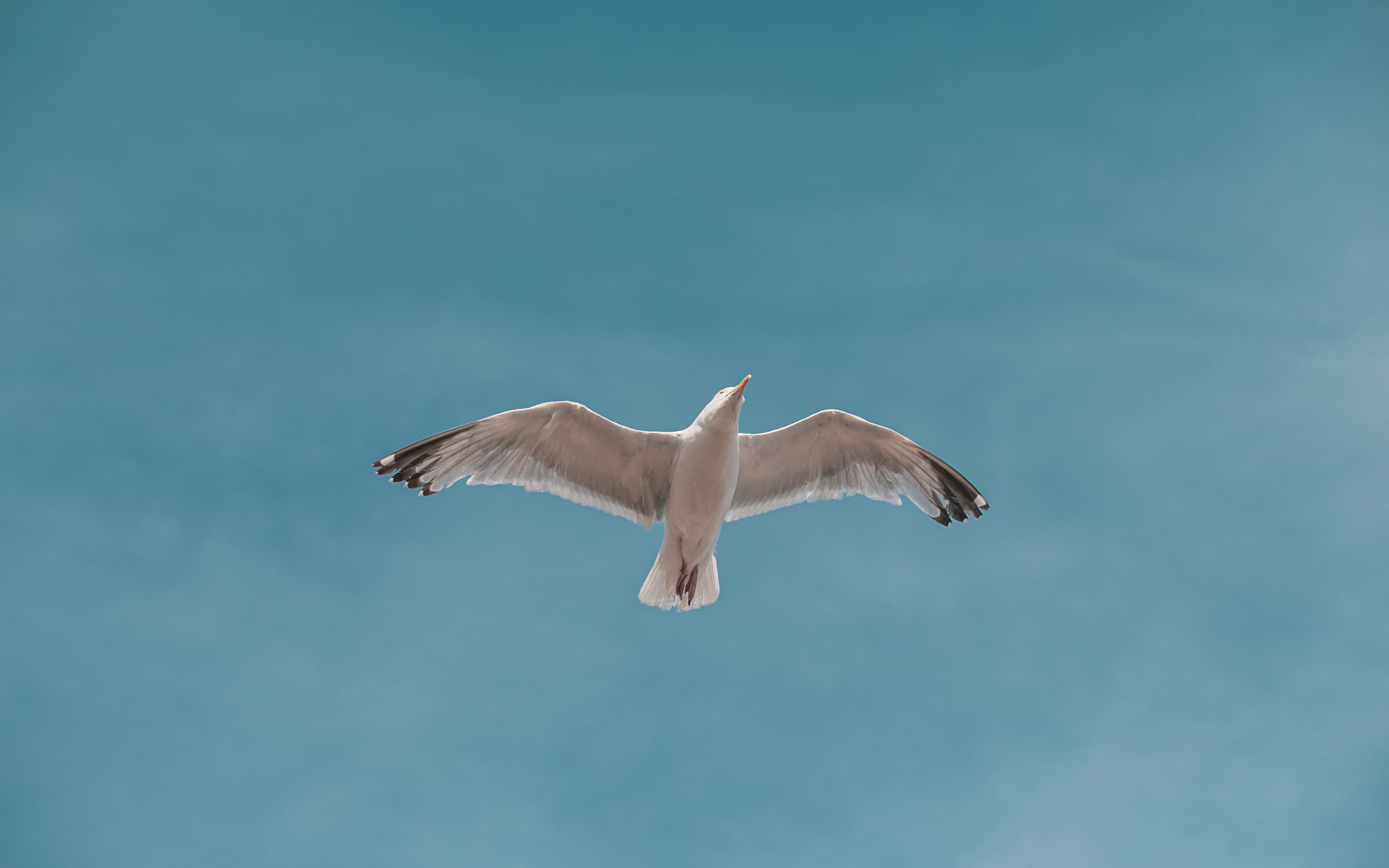 Большая белая чайка летит в голубом небе