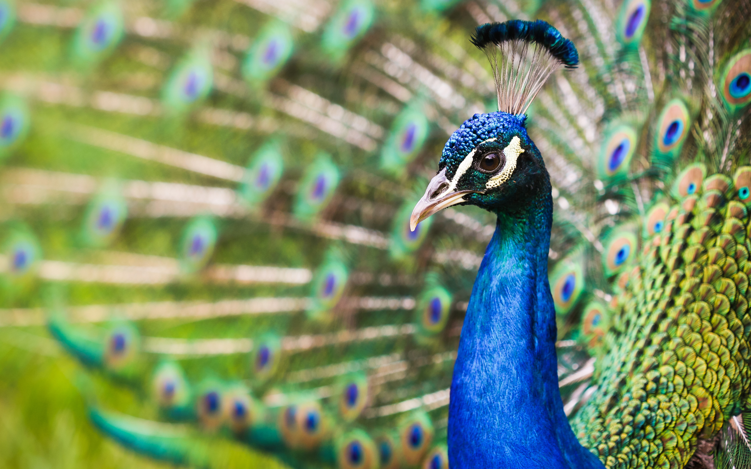 Голова голубого красивого павлина крупным планом