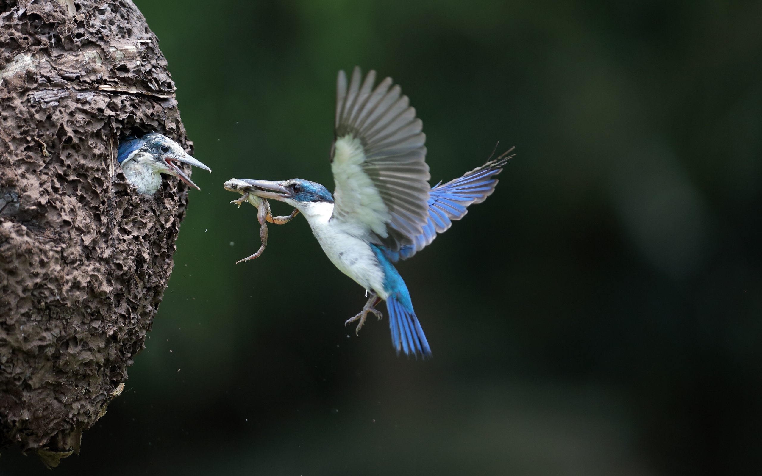 Птица зимородок кормит птенцов в гнезде 