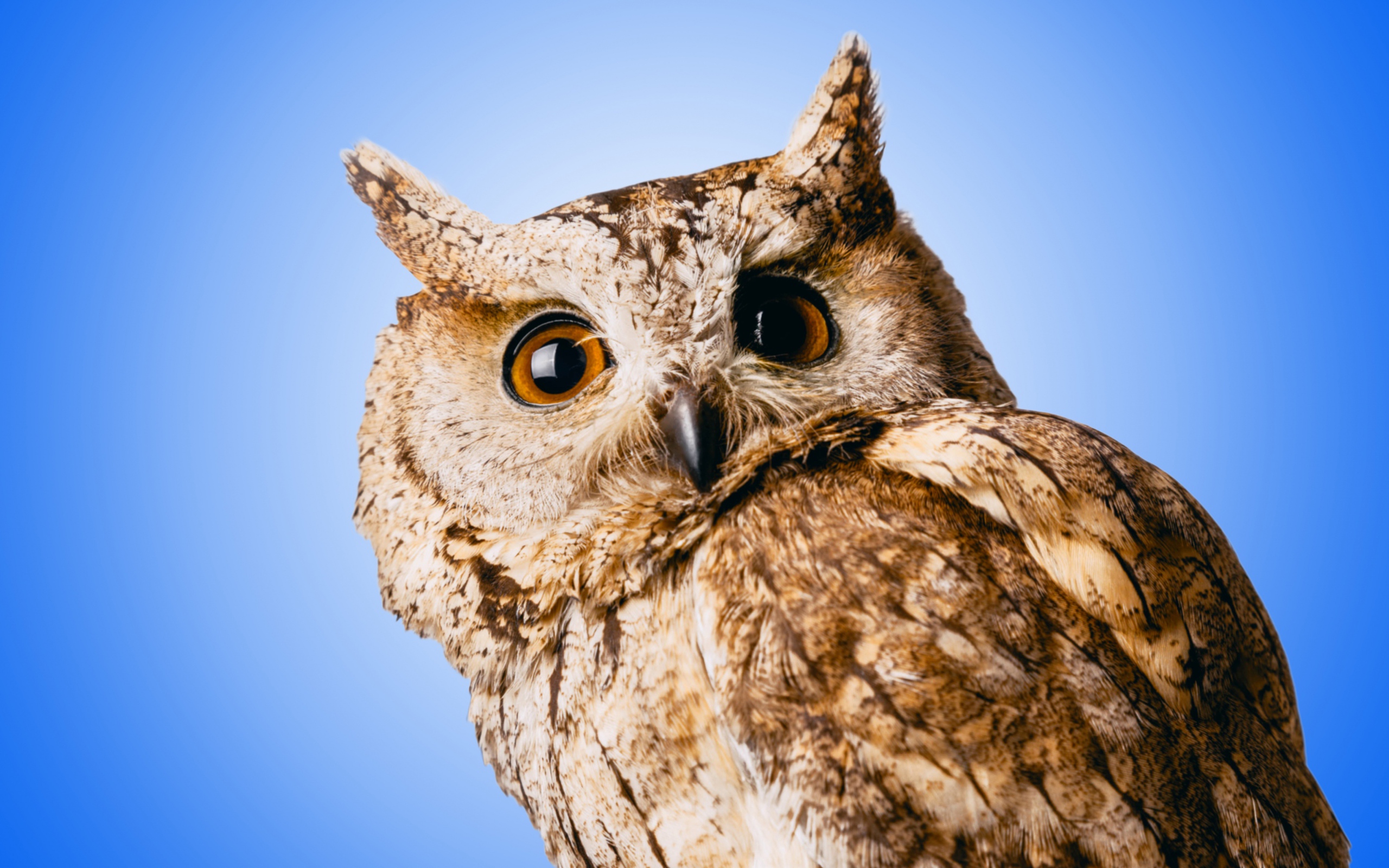 Большая серая сова на голубом фоне