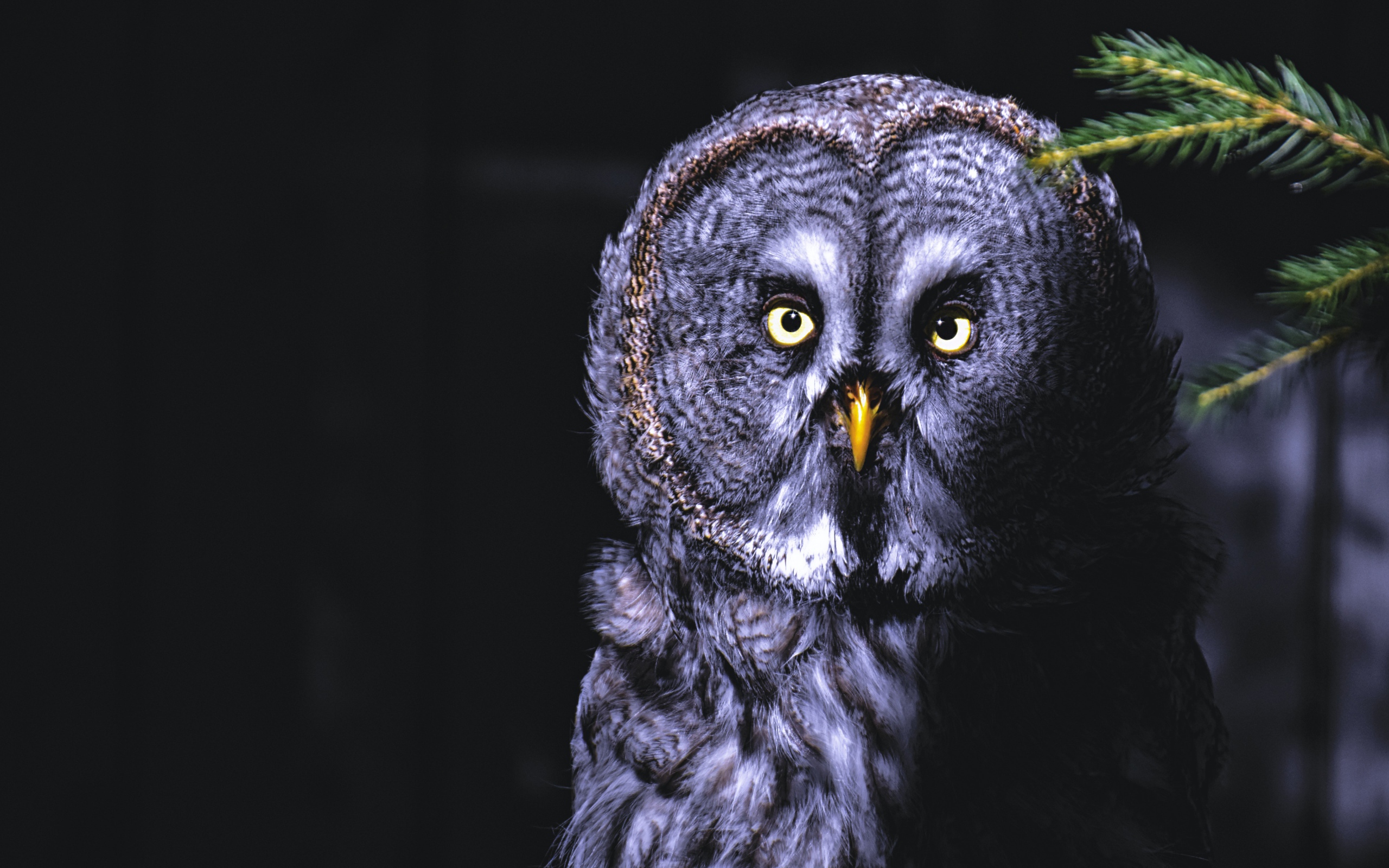 Большая серая сова с желтыми глазами на ветке ночью 