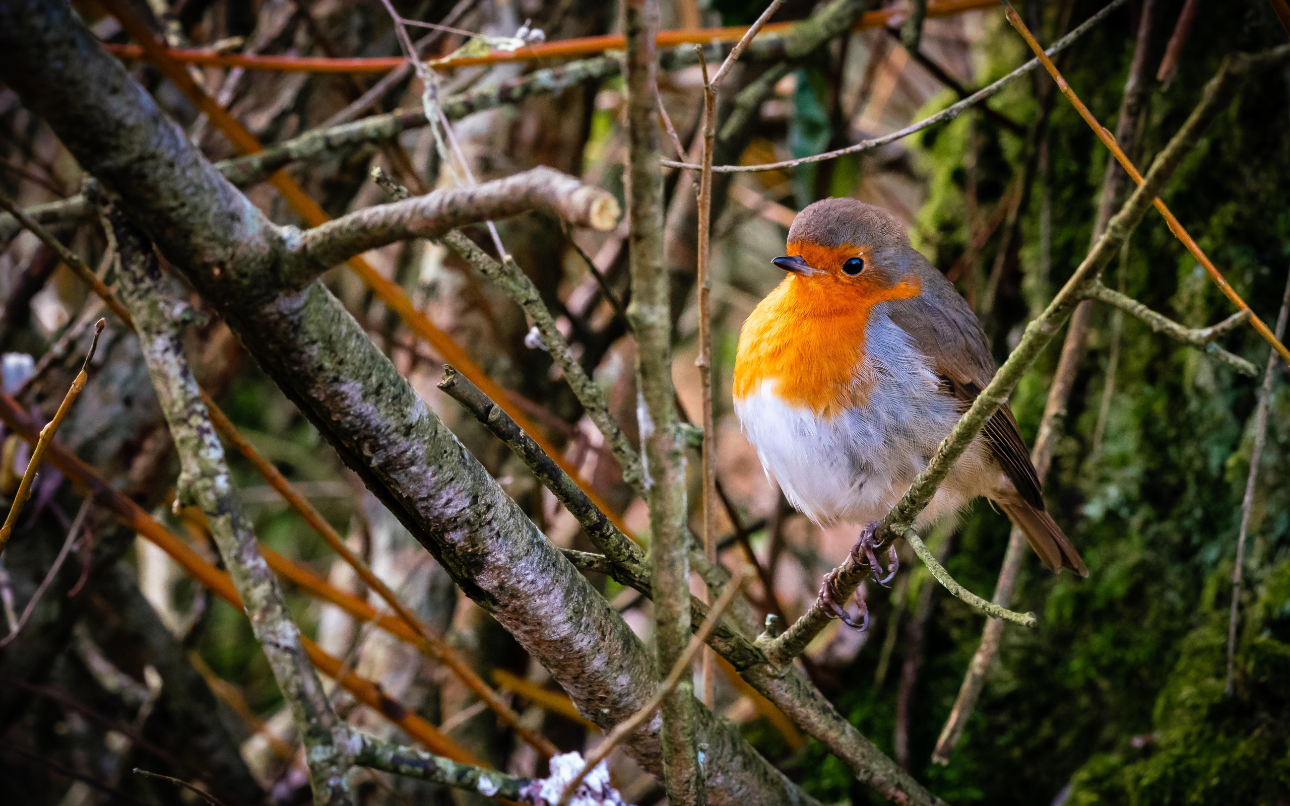 Маленькая птица зарянка сидит в ветках на дереве