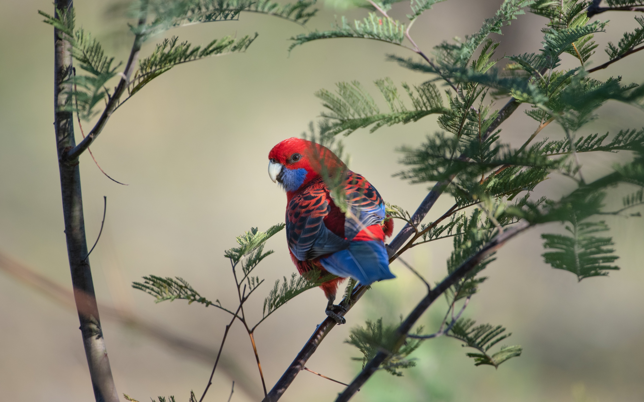 Попугай Красная розелла на ветке дерева