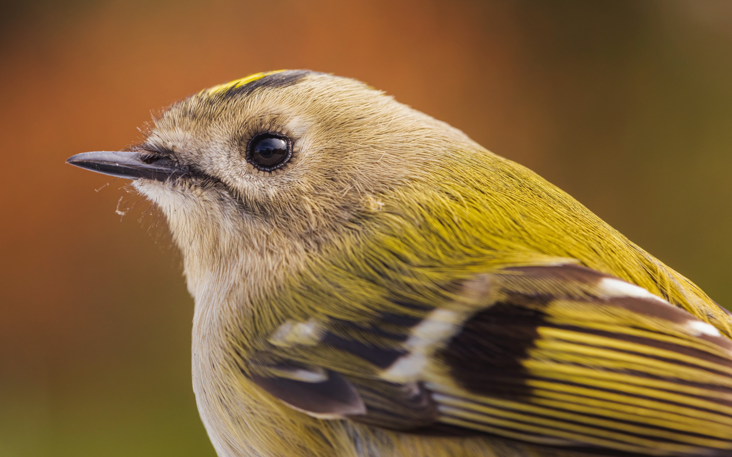 Маленькая птица дрозд крупным планом 