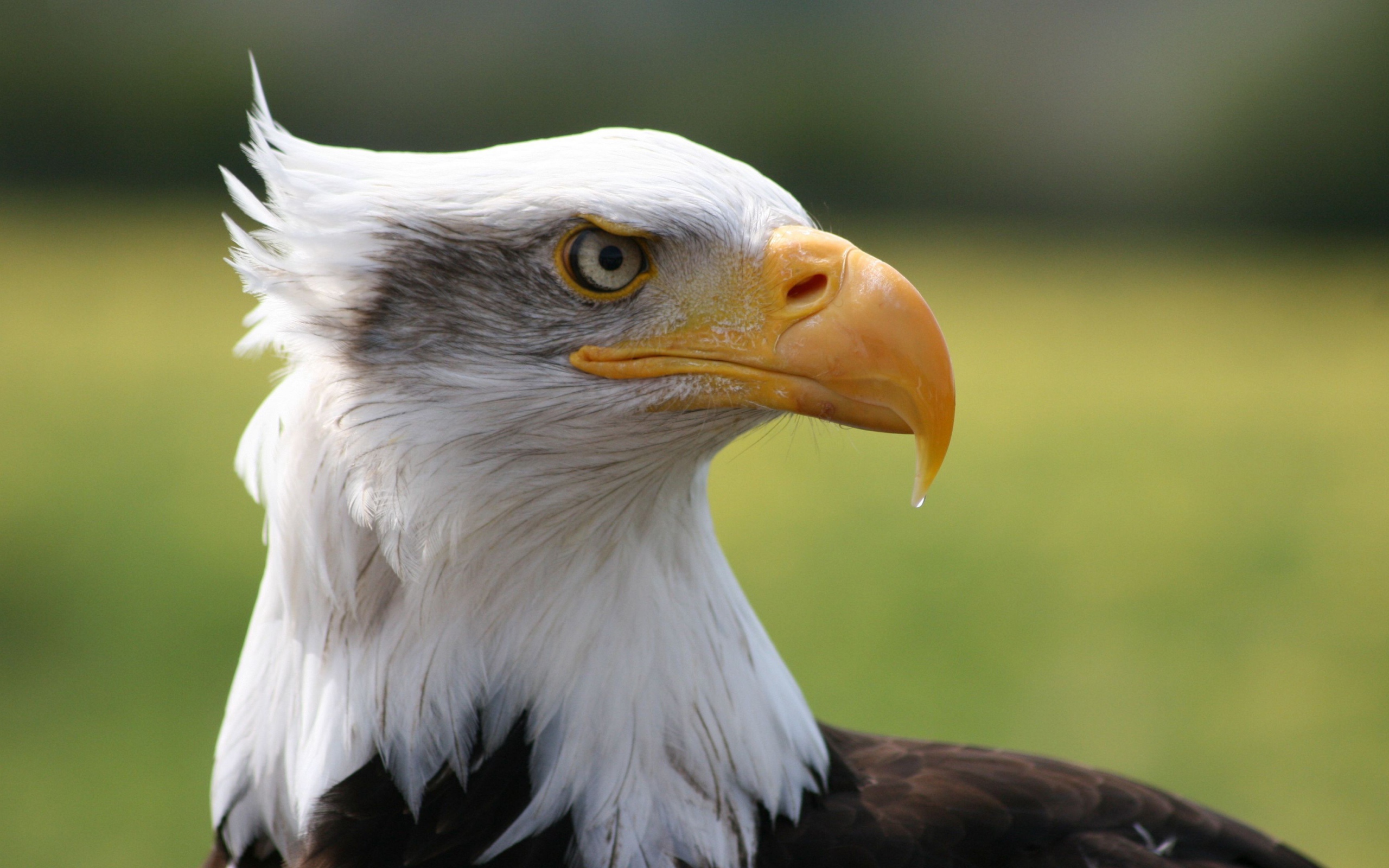 Острый клюв белоголового орлана 