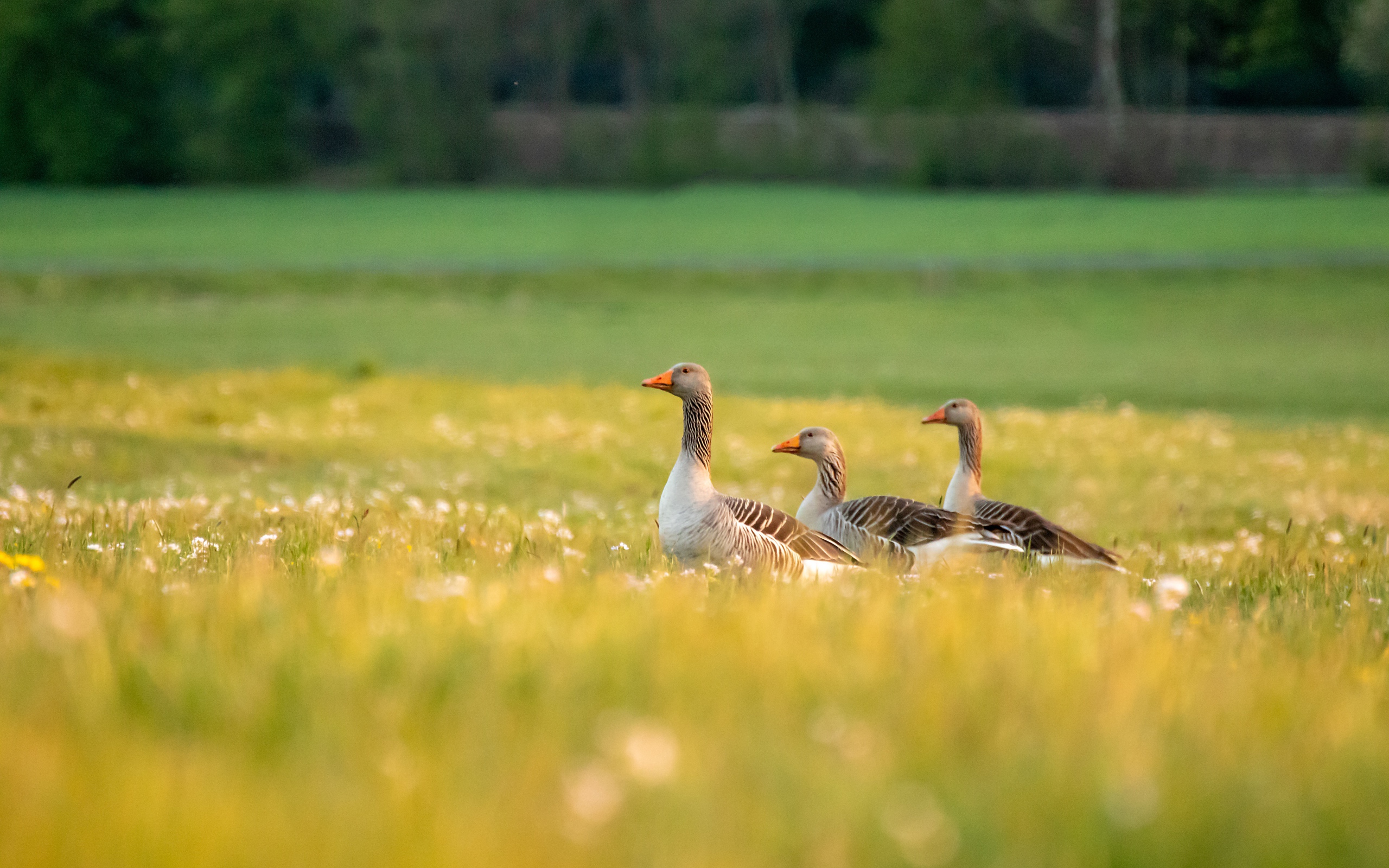 Три гусыни на зеленой траве
