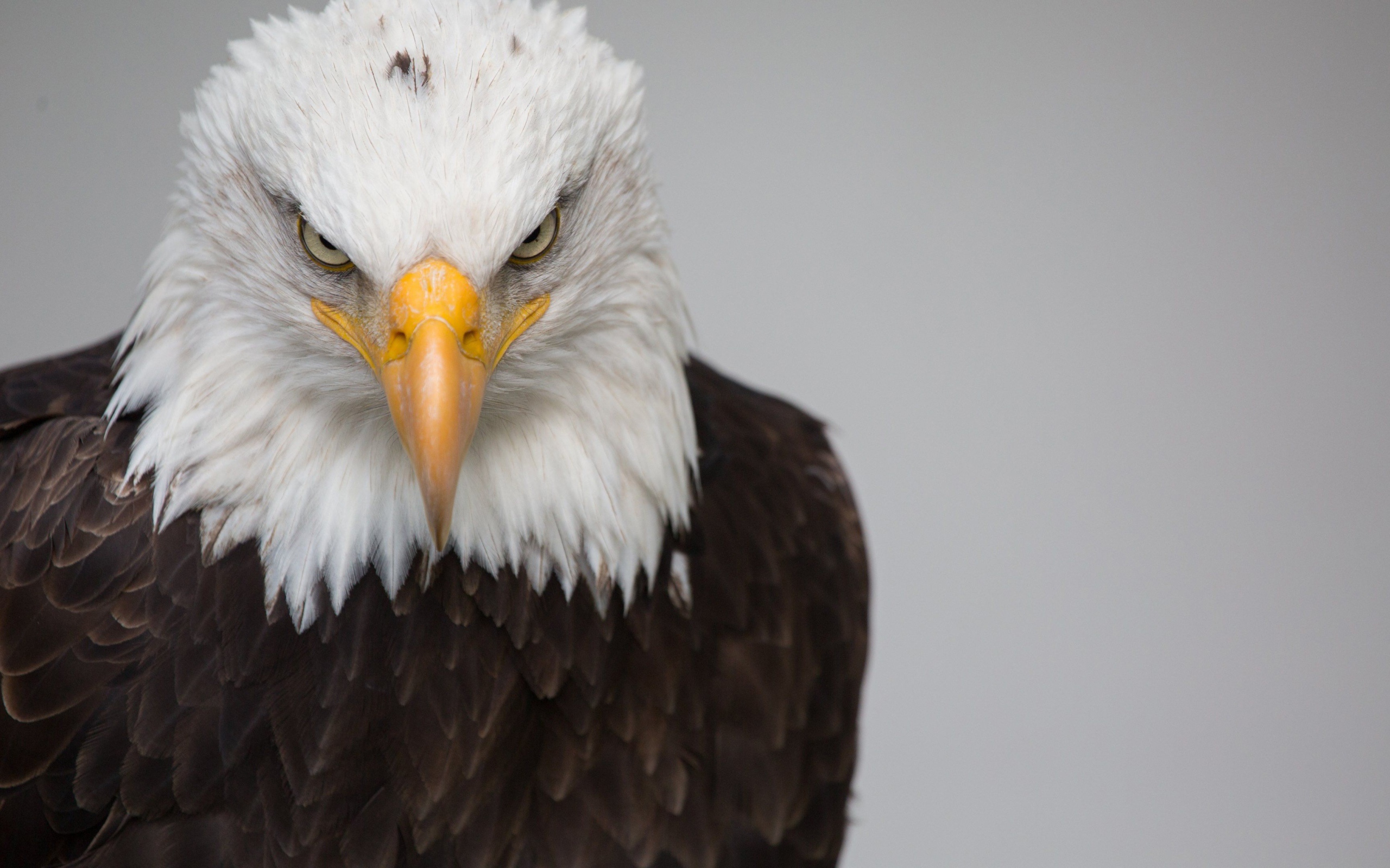 Белая голова орлана с острым клювом на сером фоне
