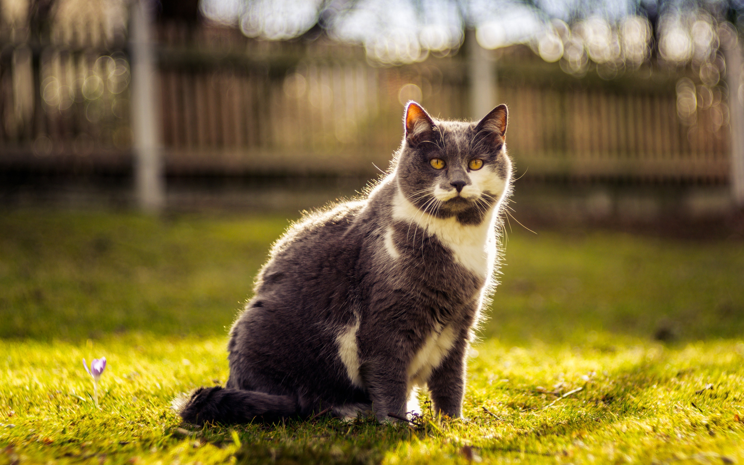 Красивый кот сидит на зеленой траве