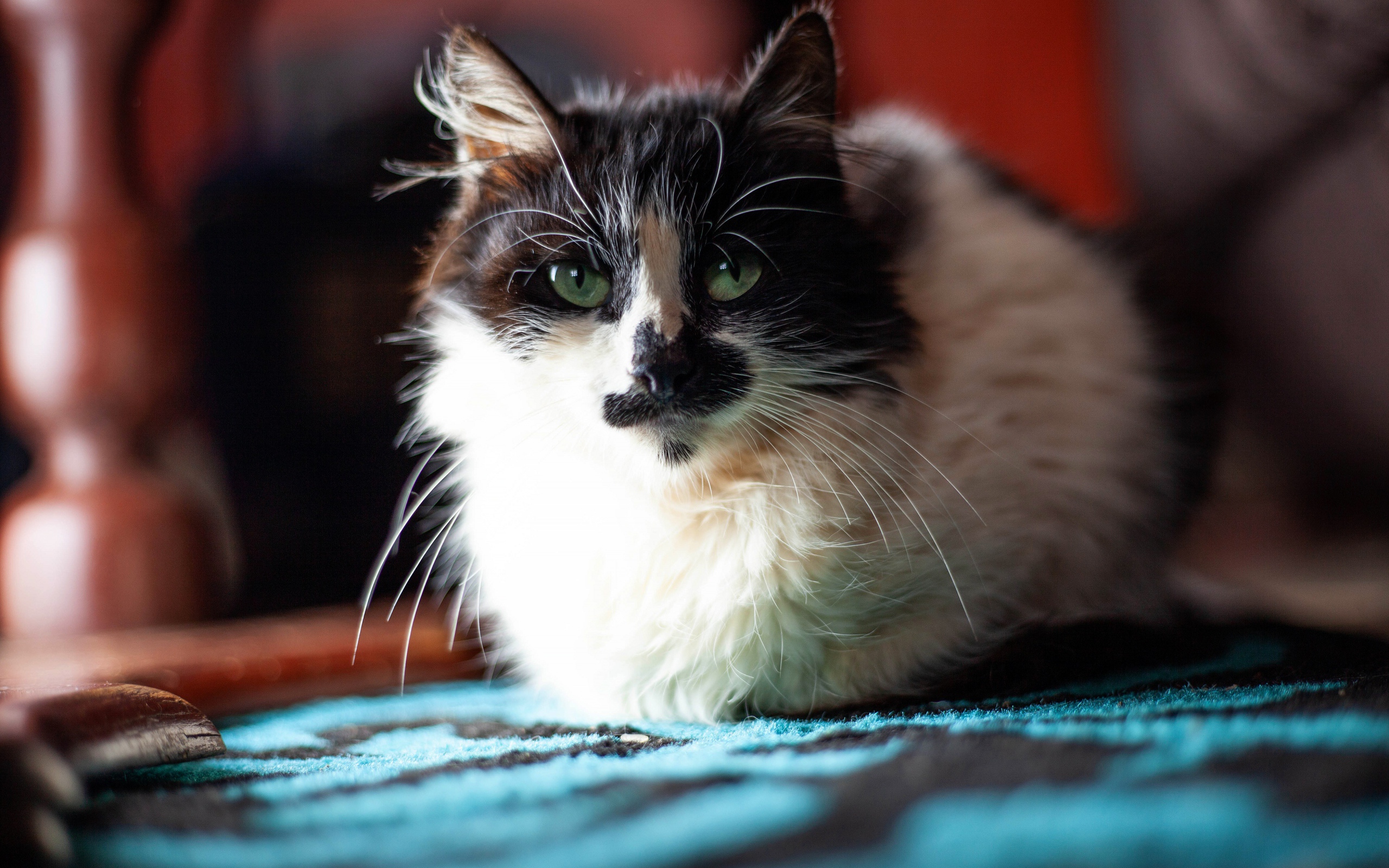 Красивая расцветка трехцветной кошки 