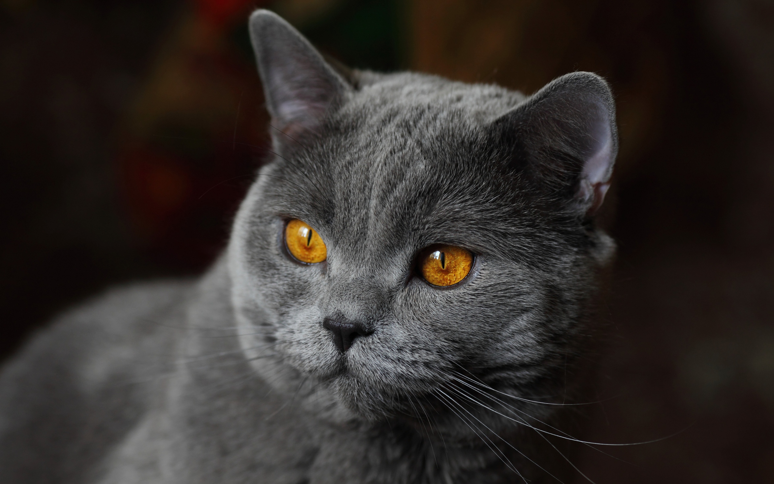 Красивый серый кот с желтыми глазами крупным планом