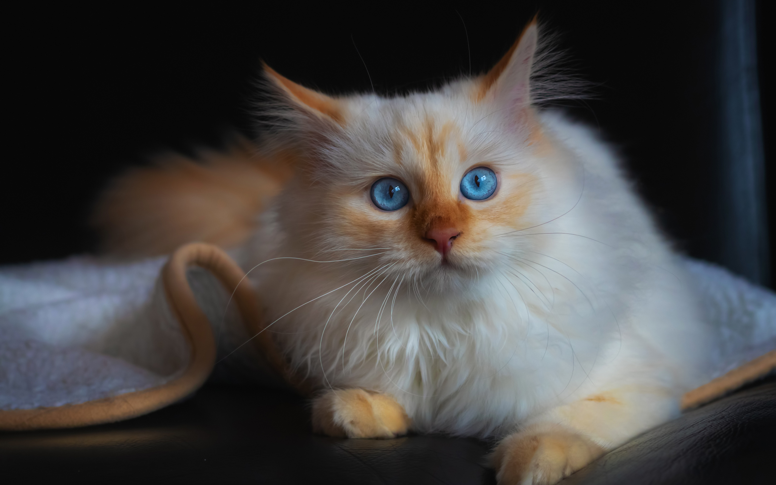 Beautiful purebred blue-eyed cat lies on a sofa