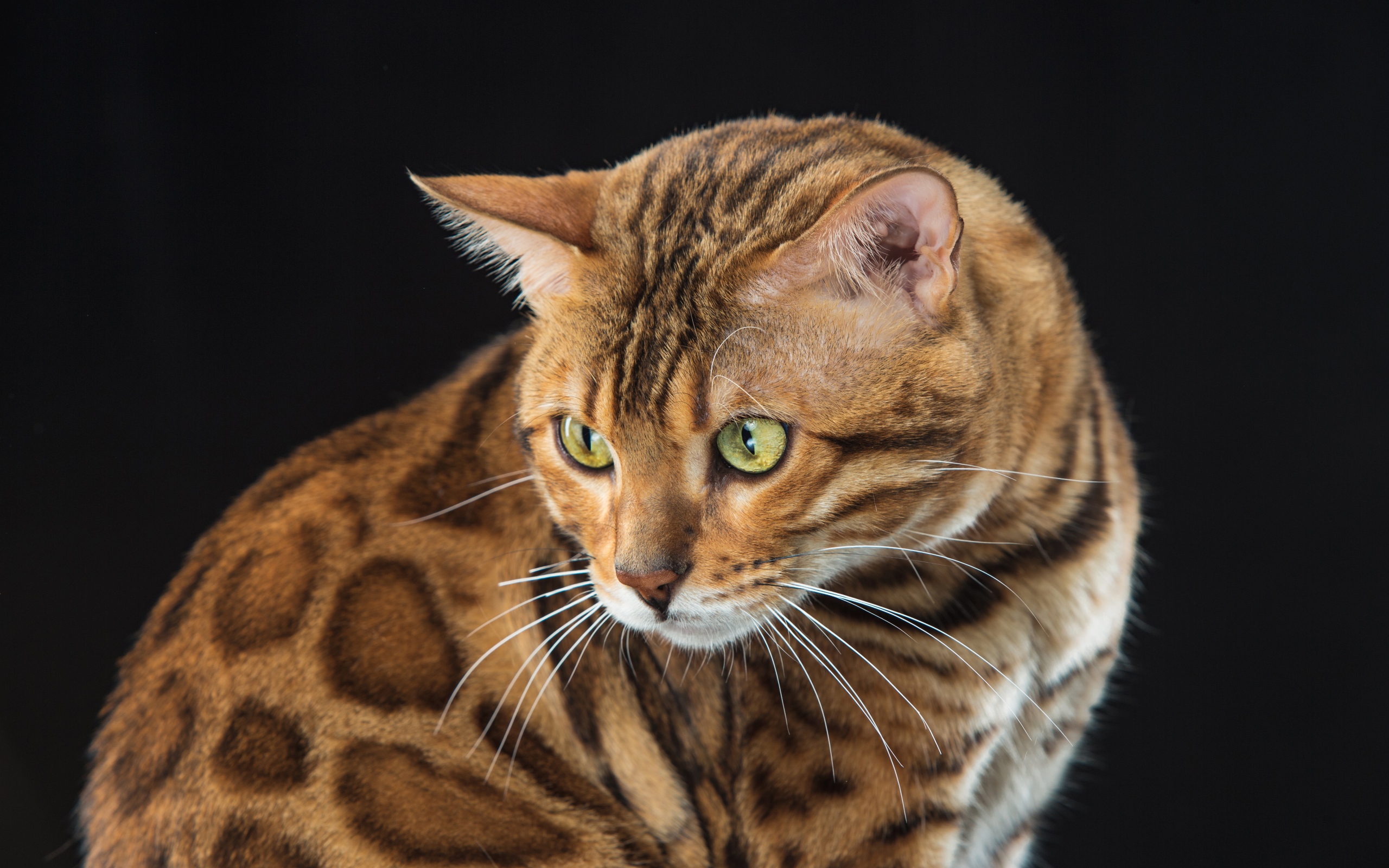 Beautiful spotted bengal cat on black background
