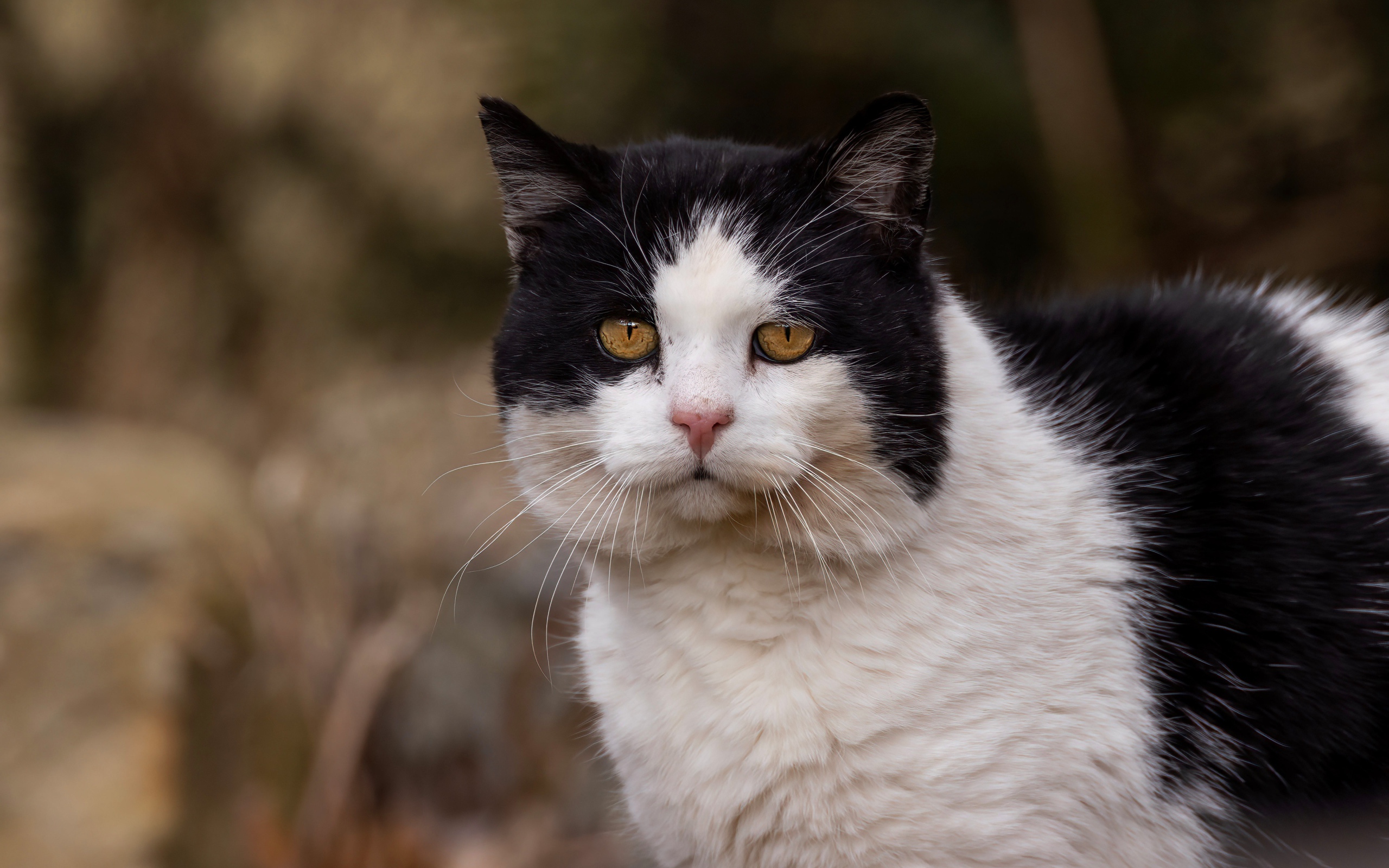 Большая морда черно-белого кота 