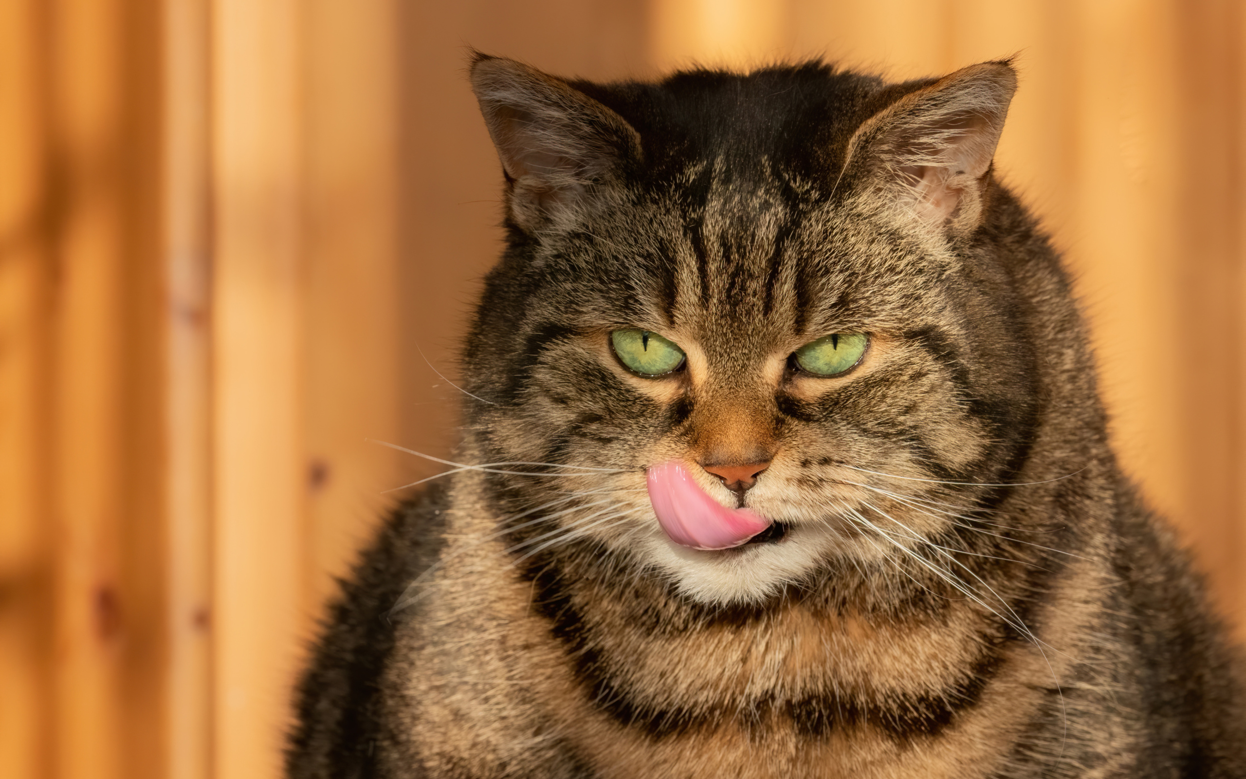 Большой серый кот с высунутым языком