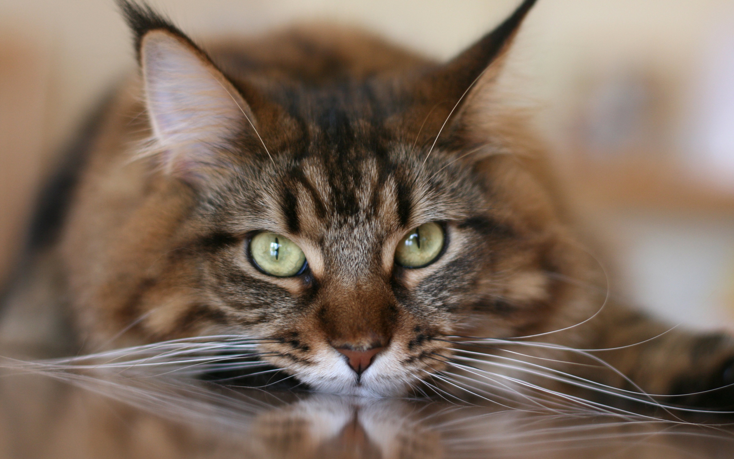 Большой серый кот с белыми усами крупным планом