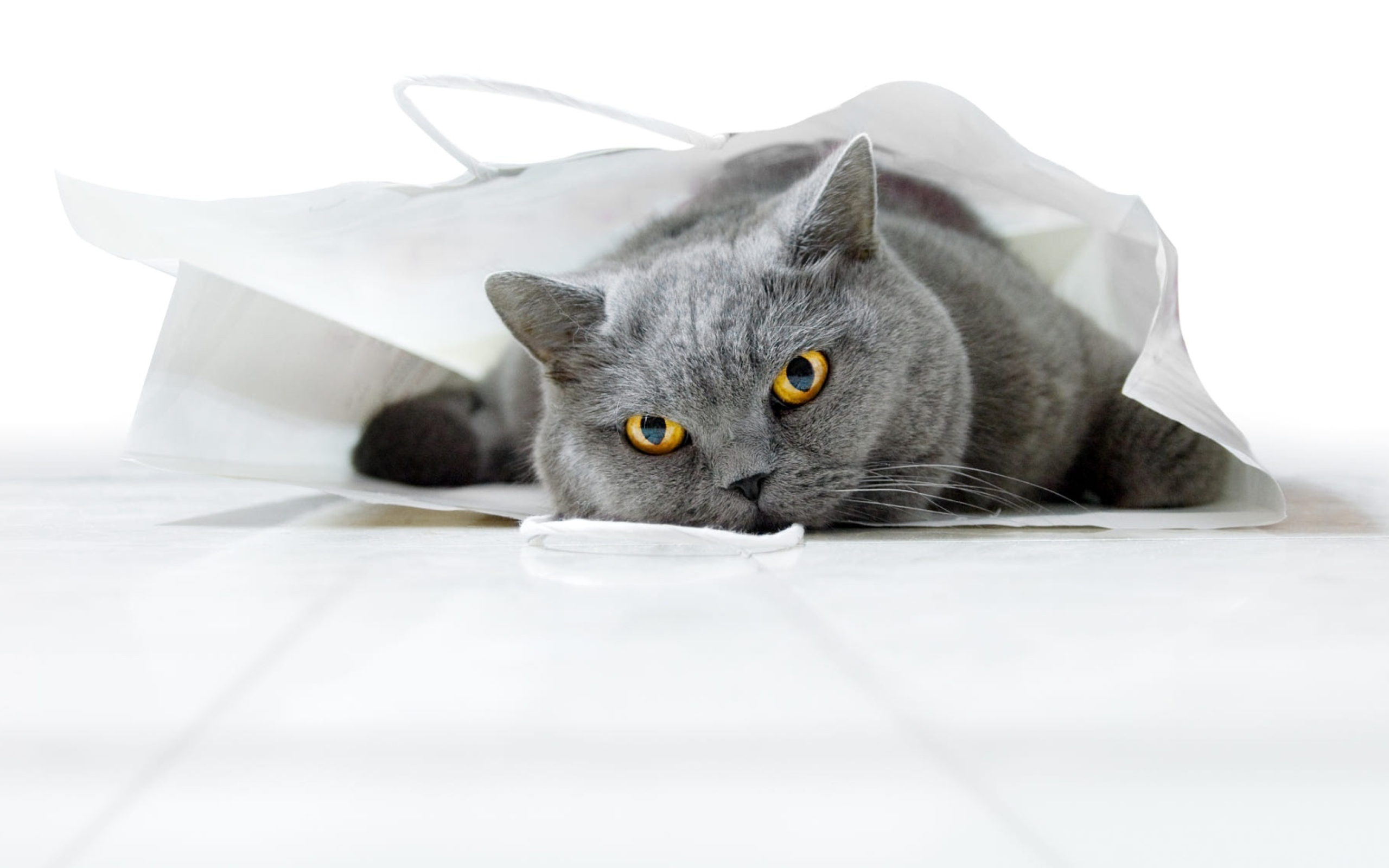 Британский кот лежит в белом пакете 