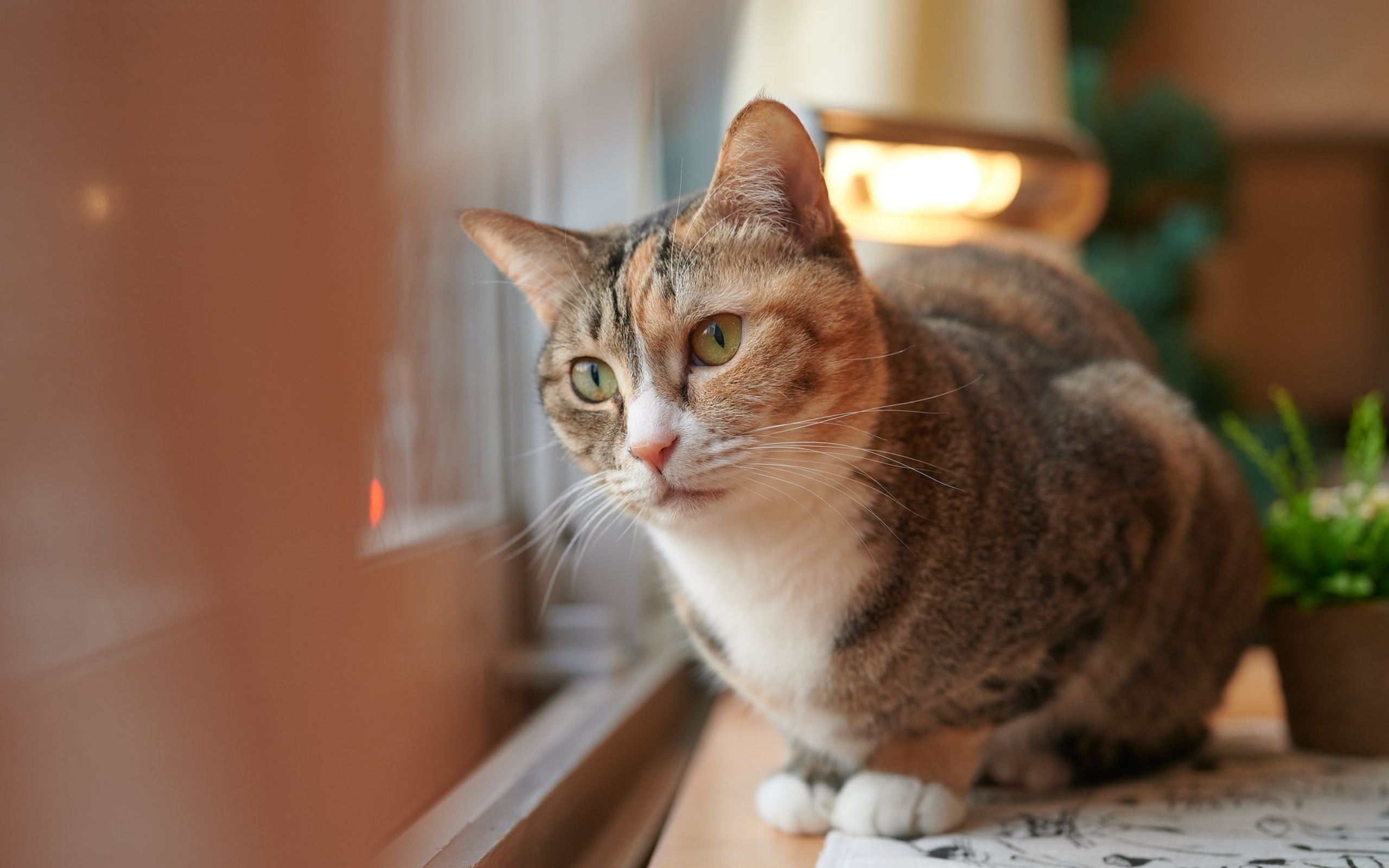 Домашний кот смотрит в окно 