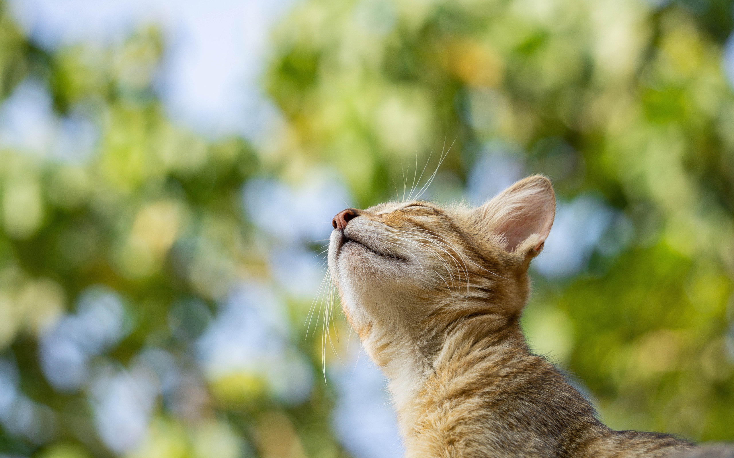 Мечтательный серый кот с закрытыми глазами