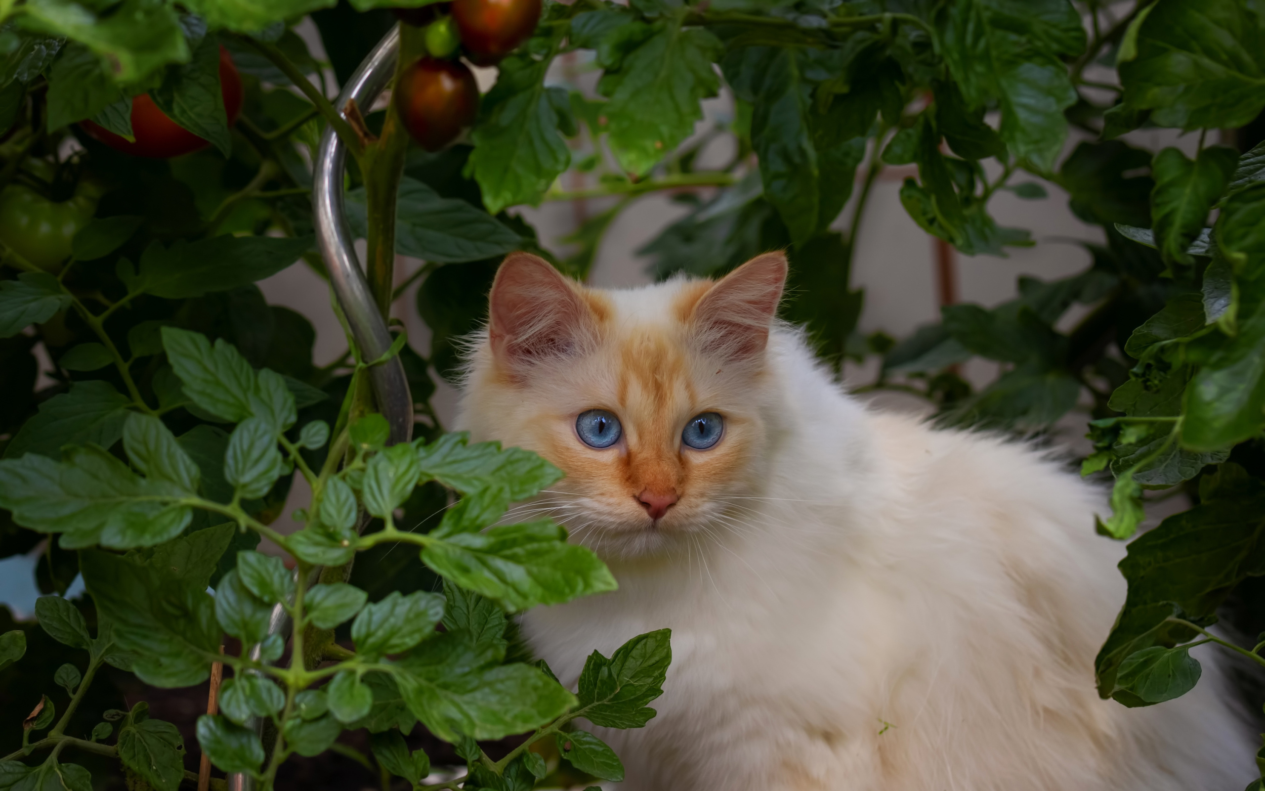 Пушистый породистый голубоглазый кот сидит в помидорах