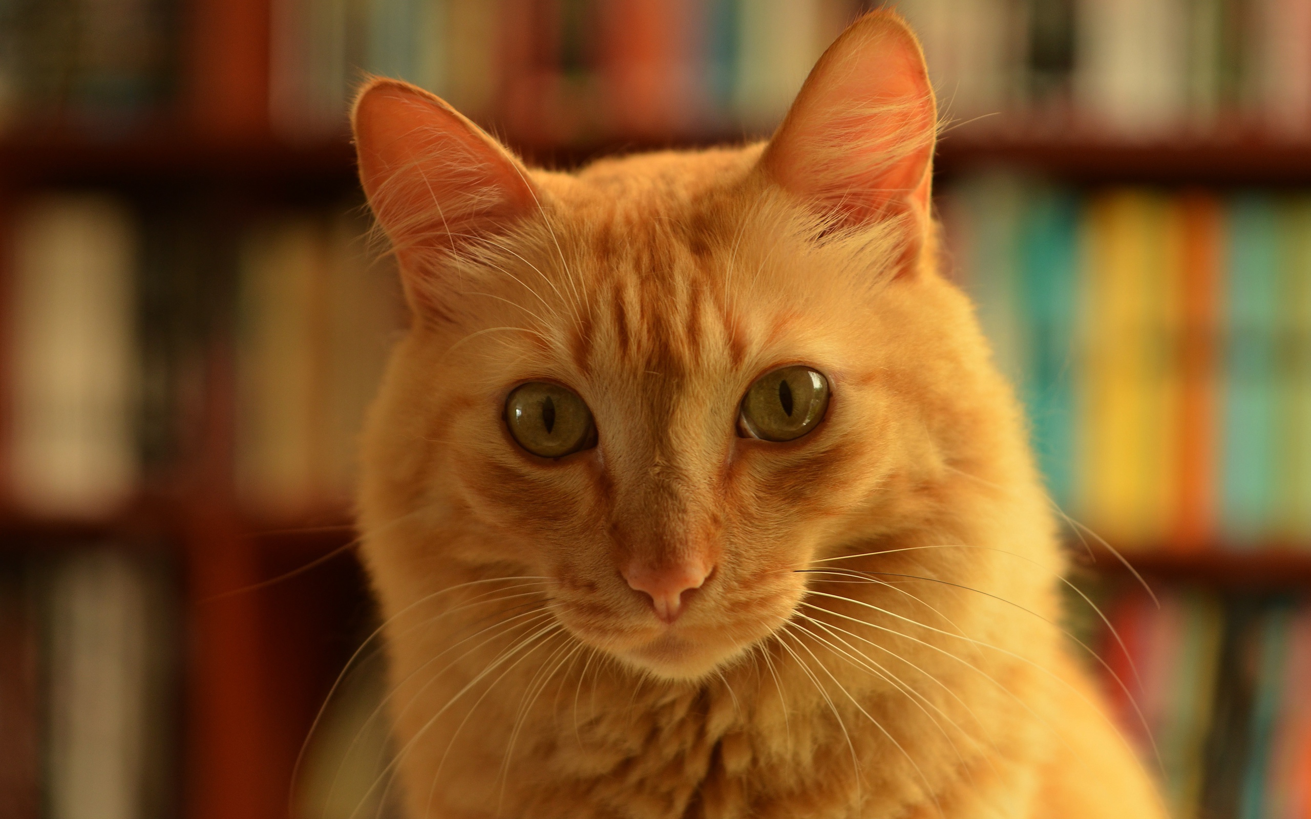 Забавная морда рыжего кота крупным планом 