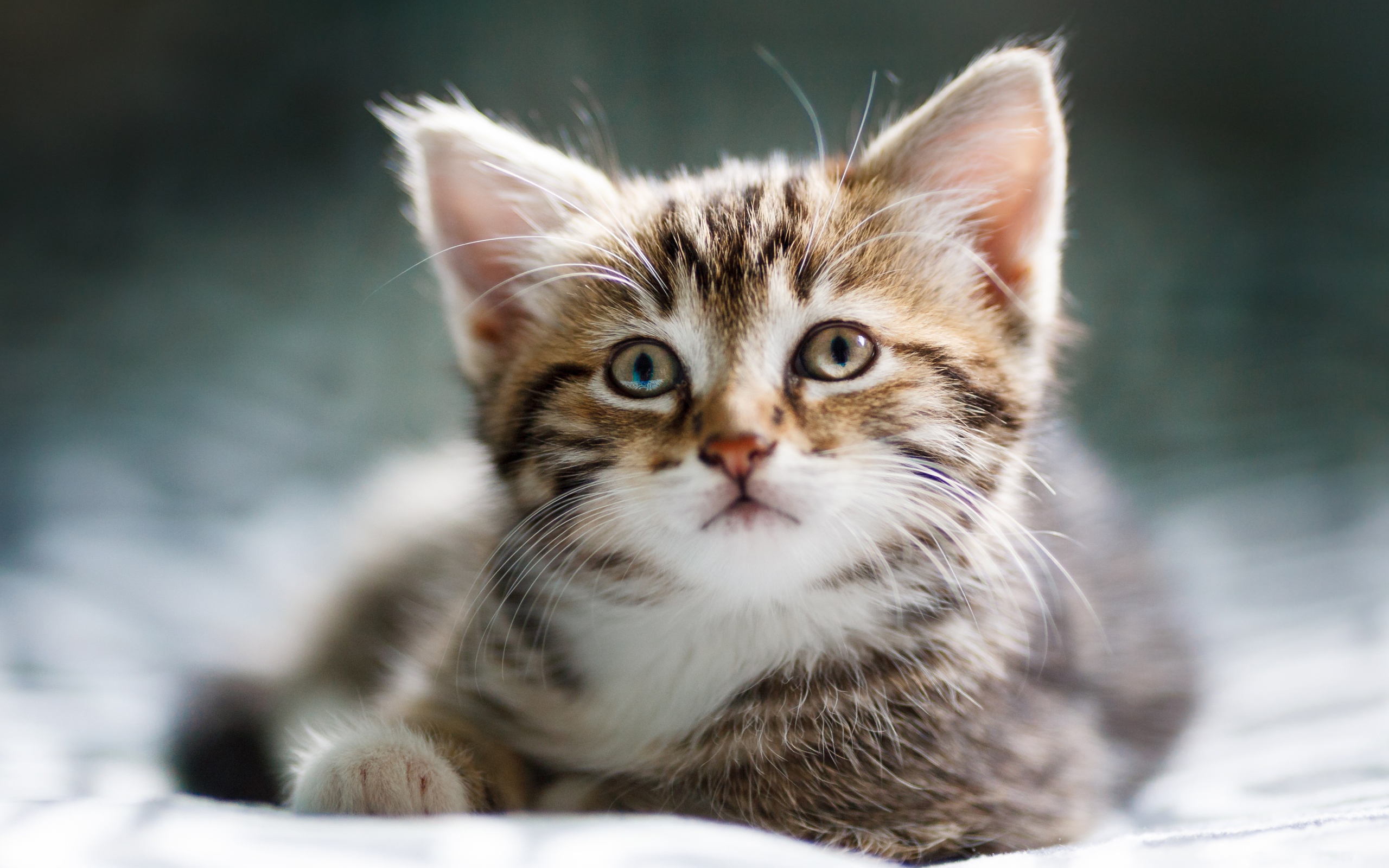 Забавный серый котенок лежит на кровати 