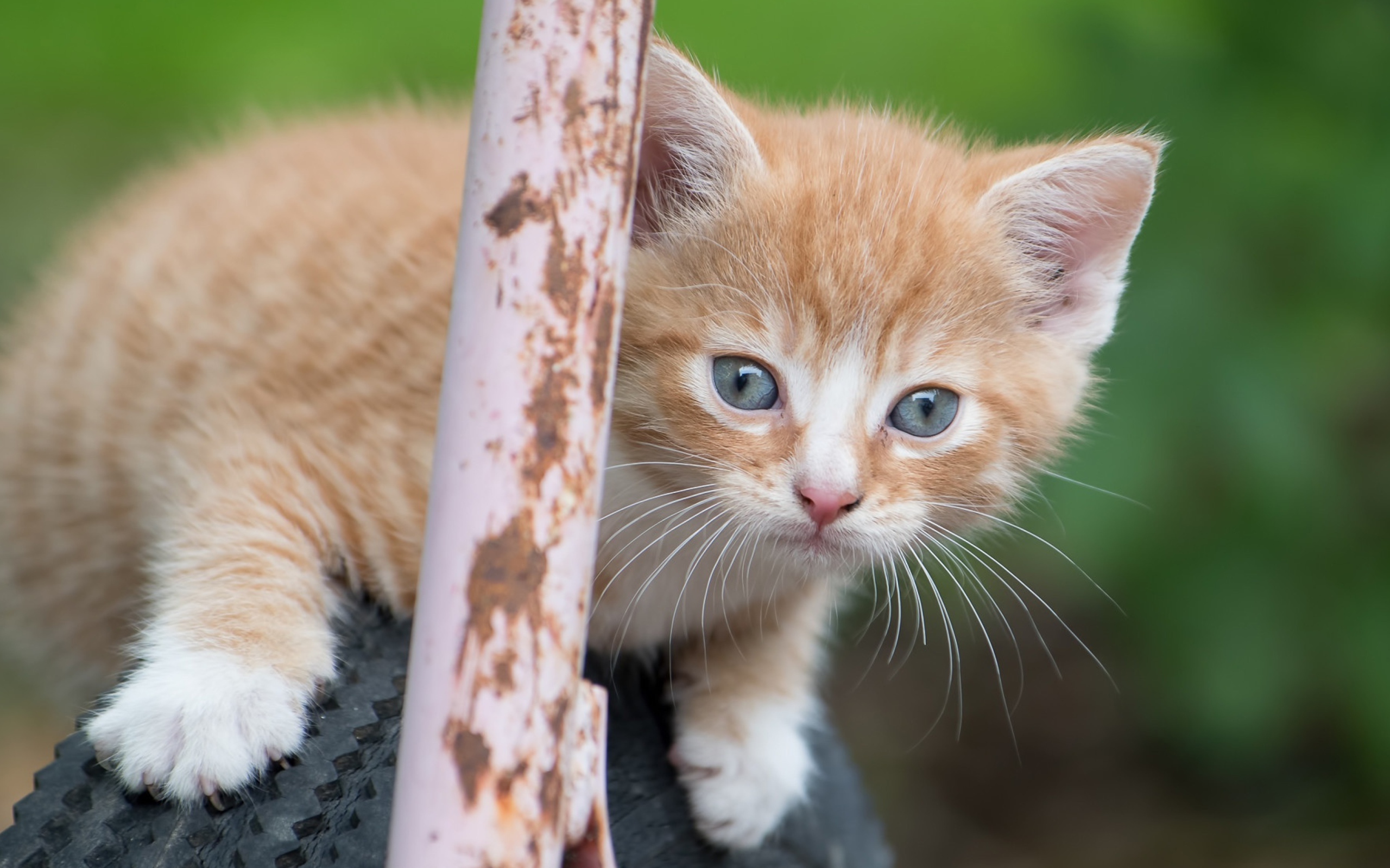 Рыжик котенок сидит на колесе
