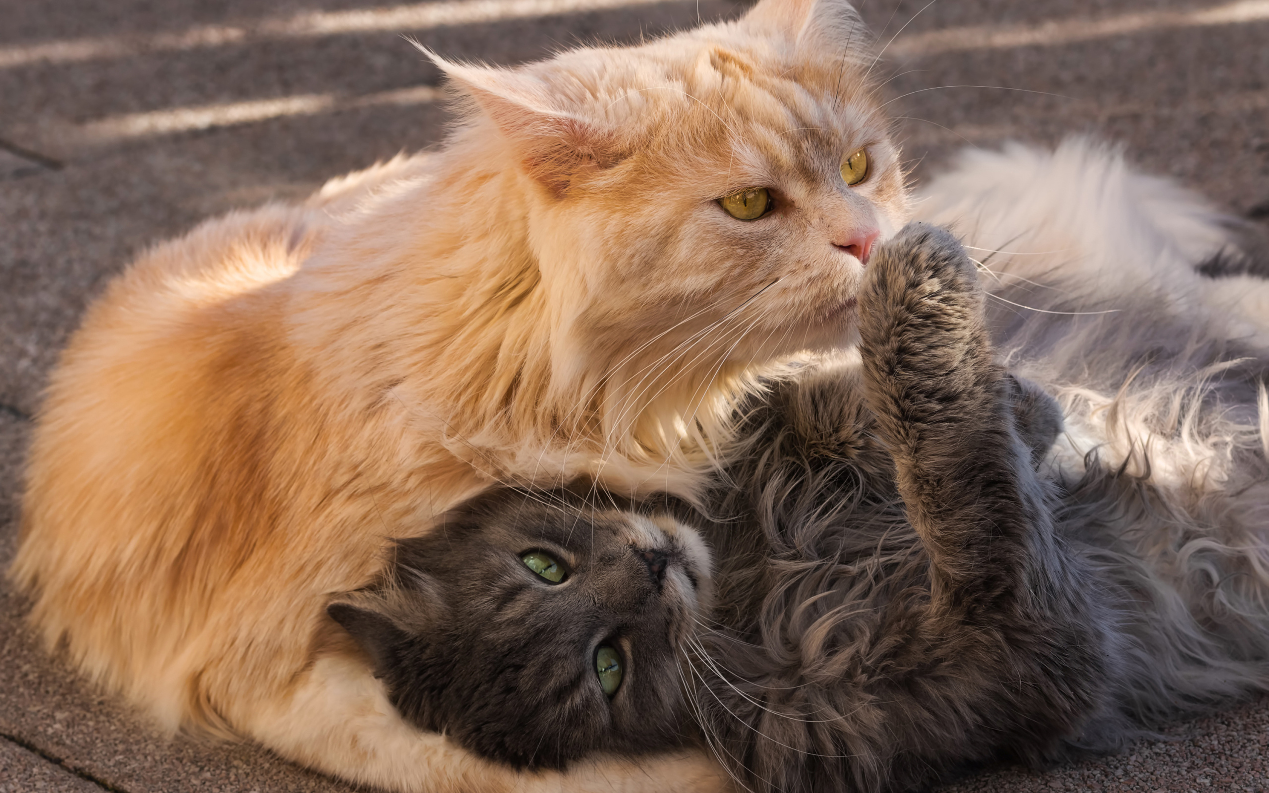 Серый и рыжий пушистые коты лежат на земле