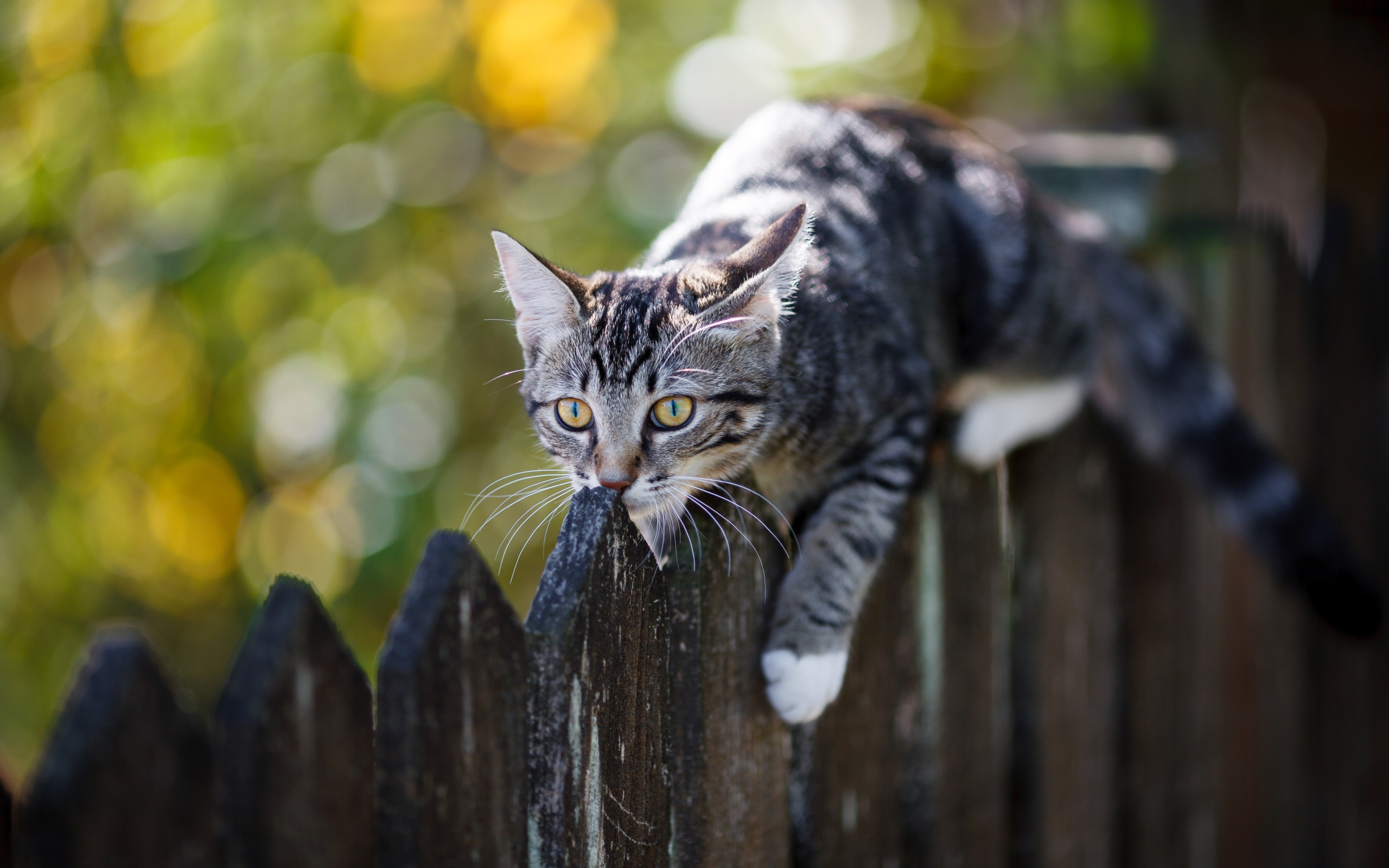 Серый кот лежит на деревянном заборе 