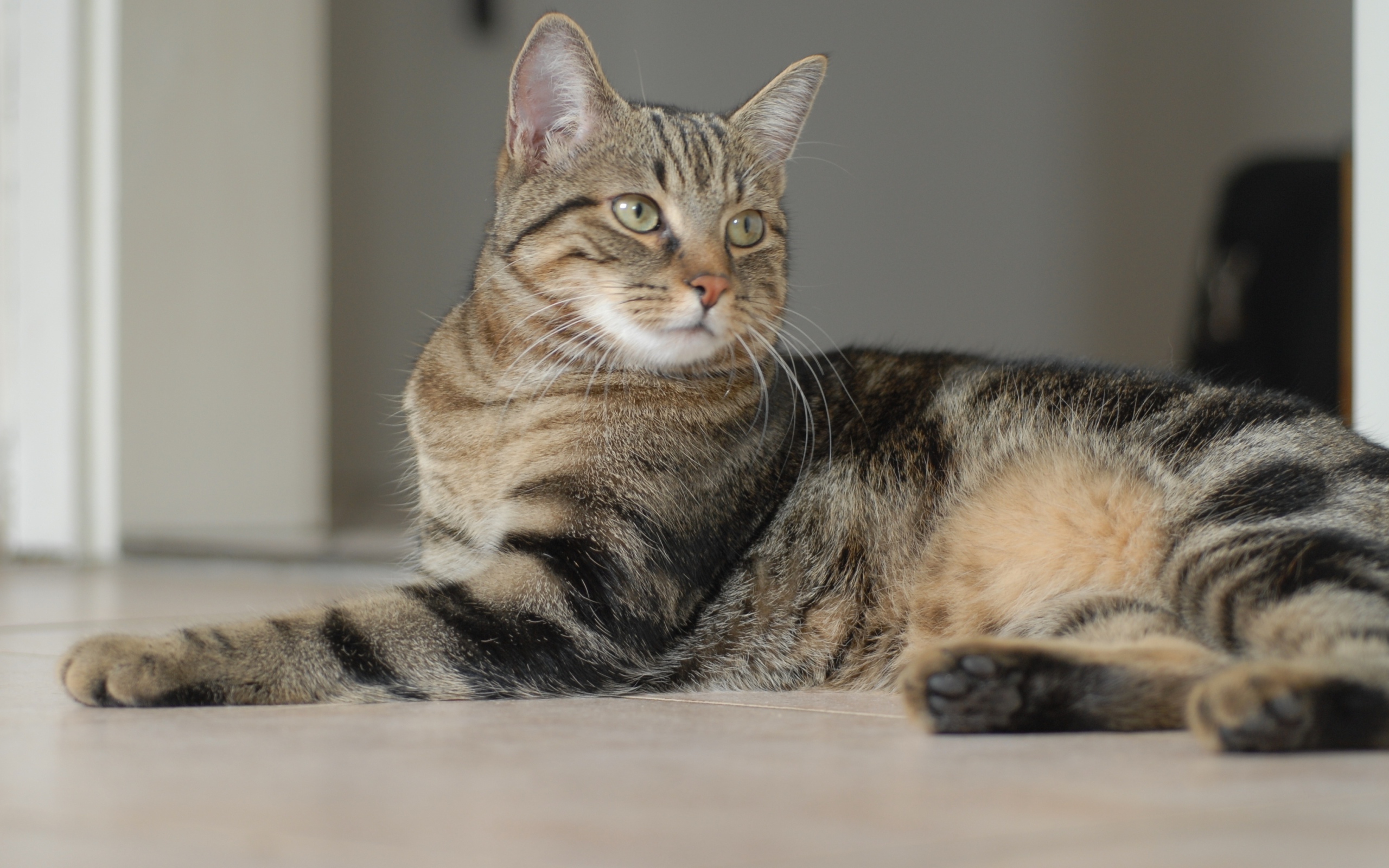 Серый кот лежит на полу 