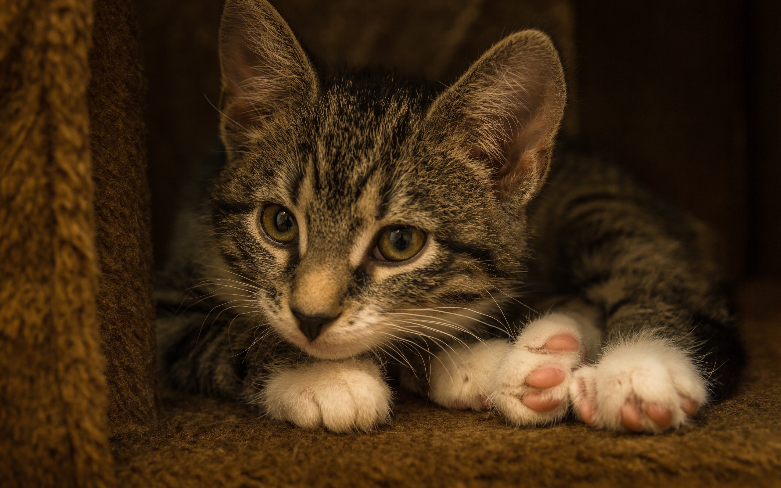 Маленький забавный серый котенок  в домике