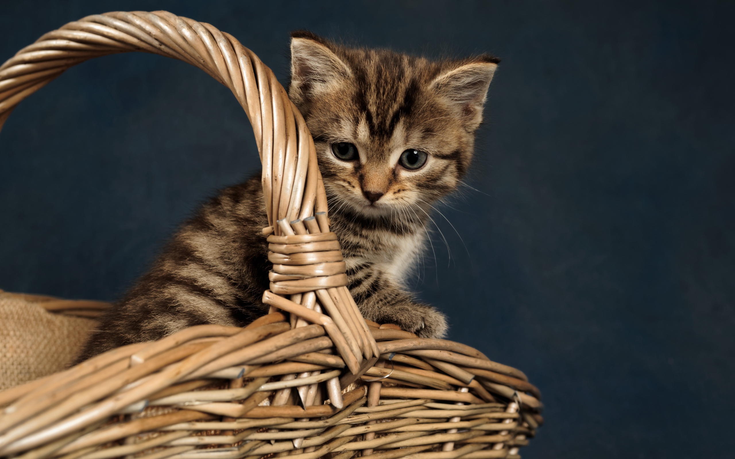 Маленький серый котенок сидит в плетеной корзине