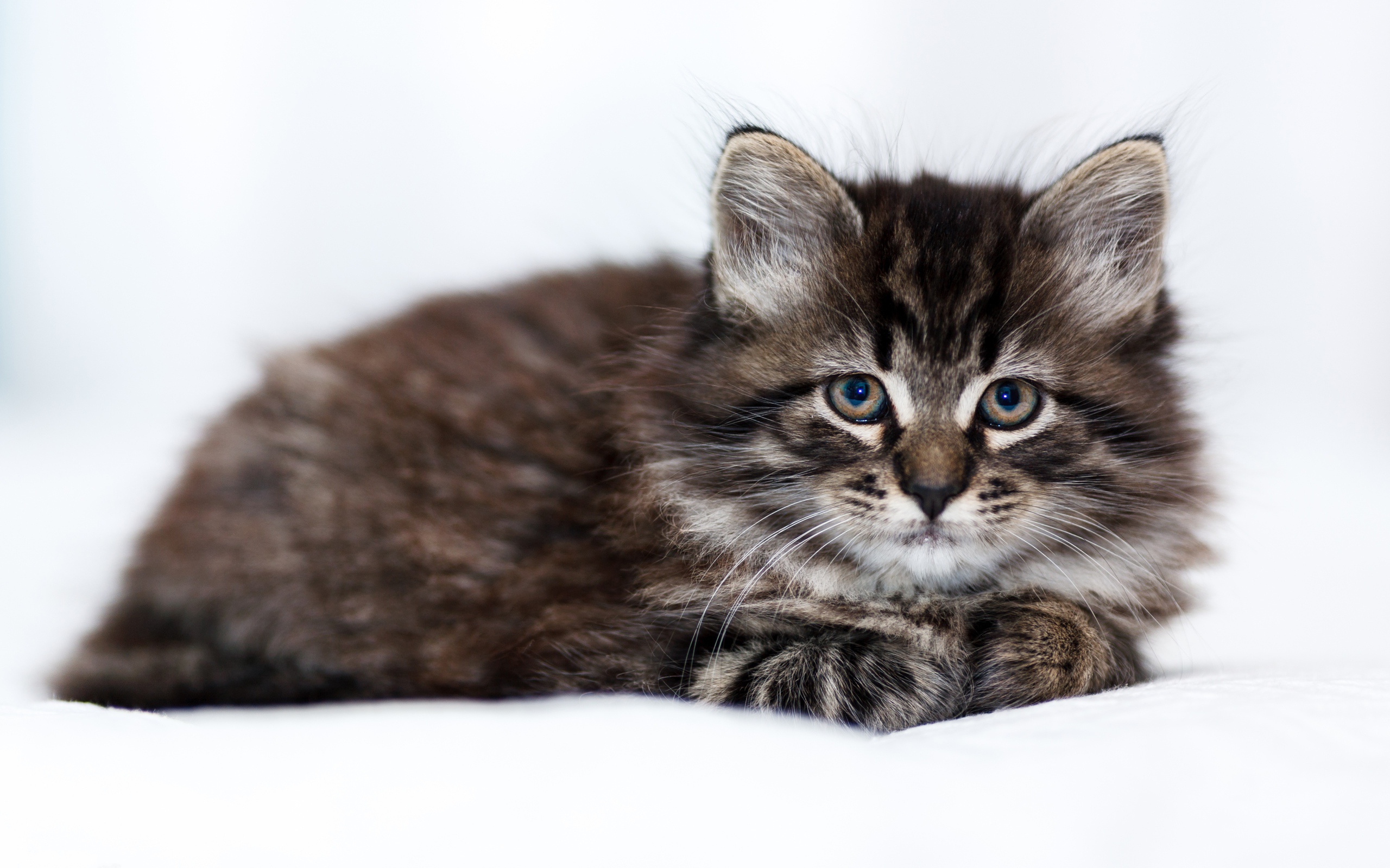 Маленький породистый серый котенок лежит на белом покрывале 