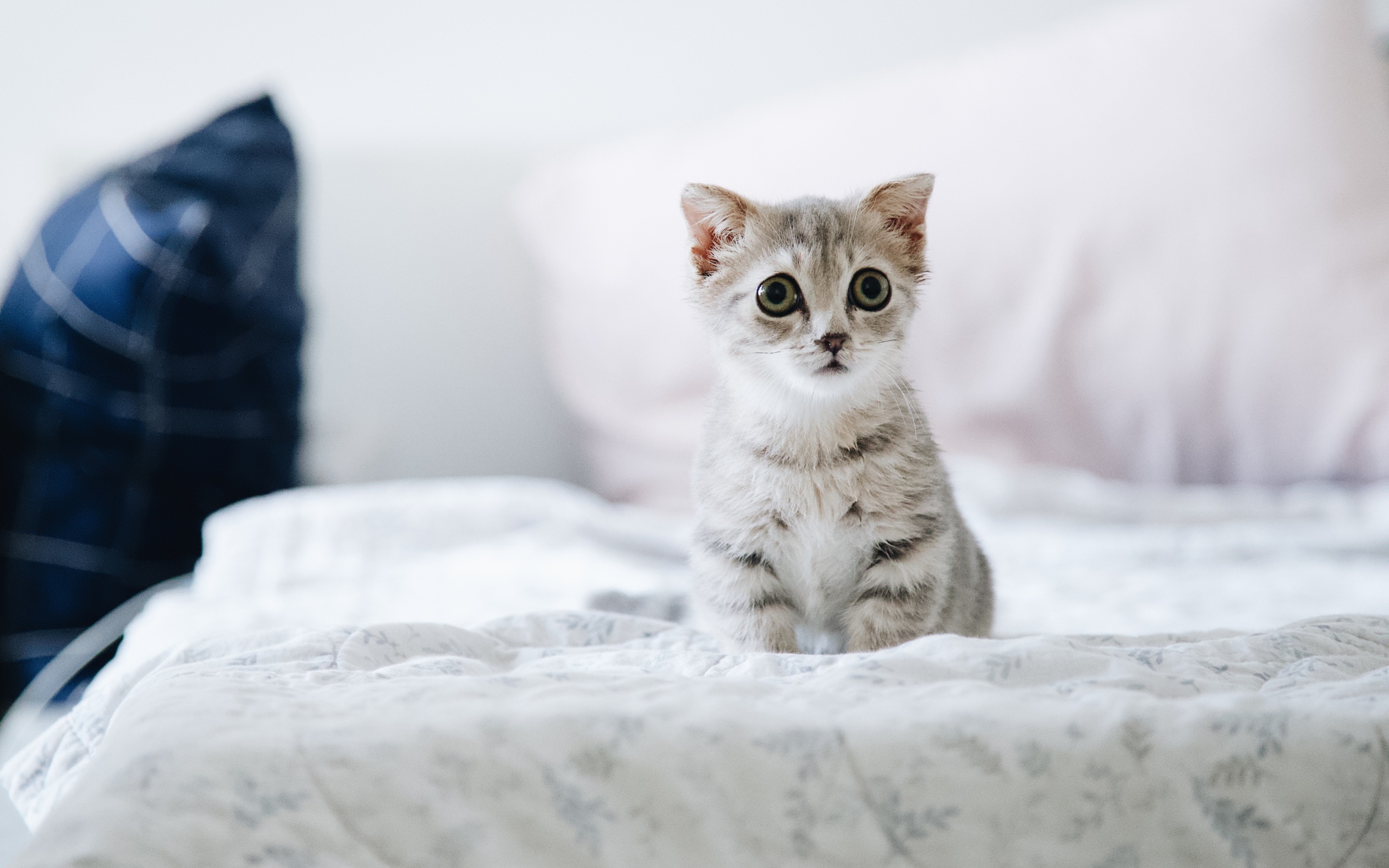 Маленький испуганный котенок сидит на кровати 
