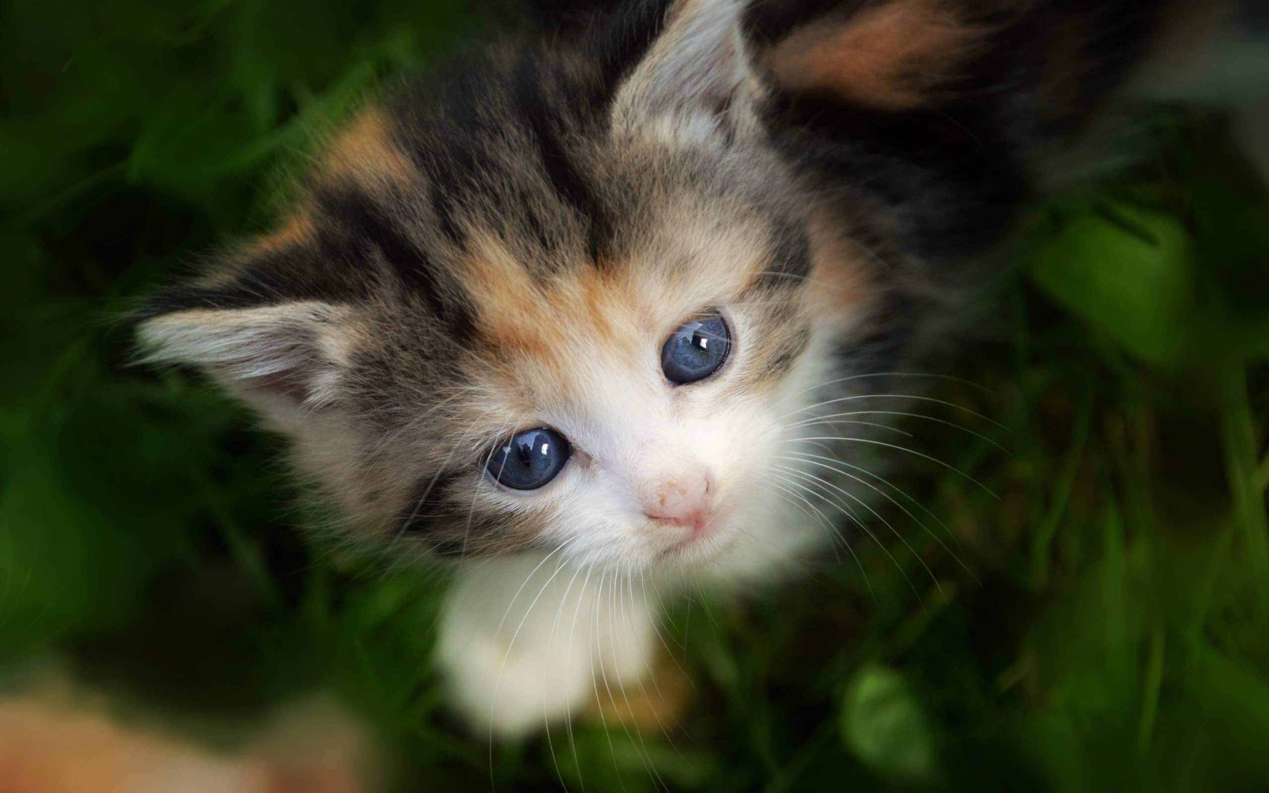 Маленький трехцветный котенок сидит в зеленой траве