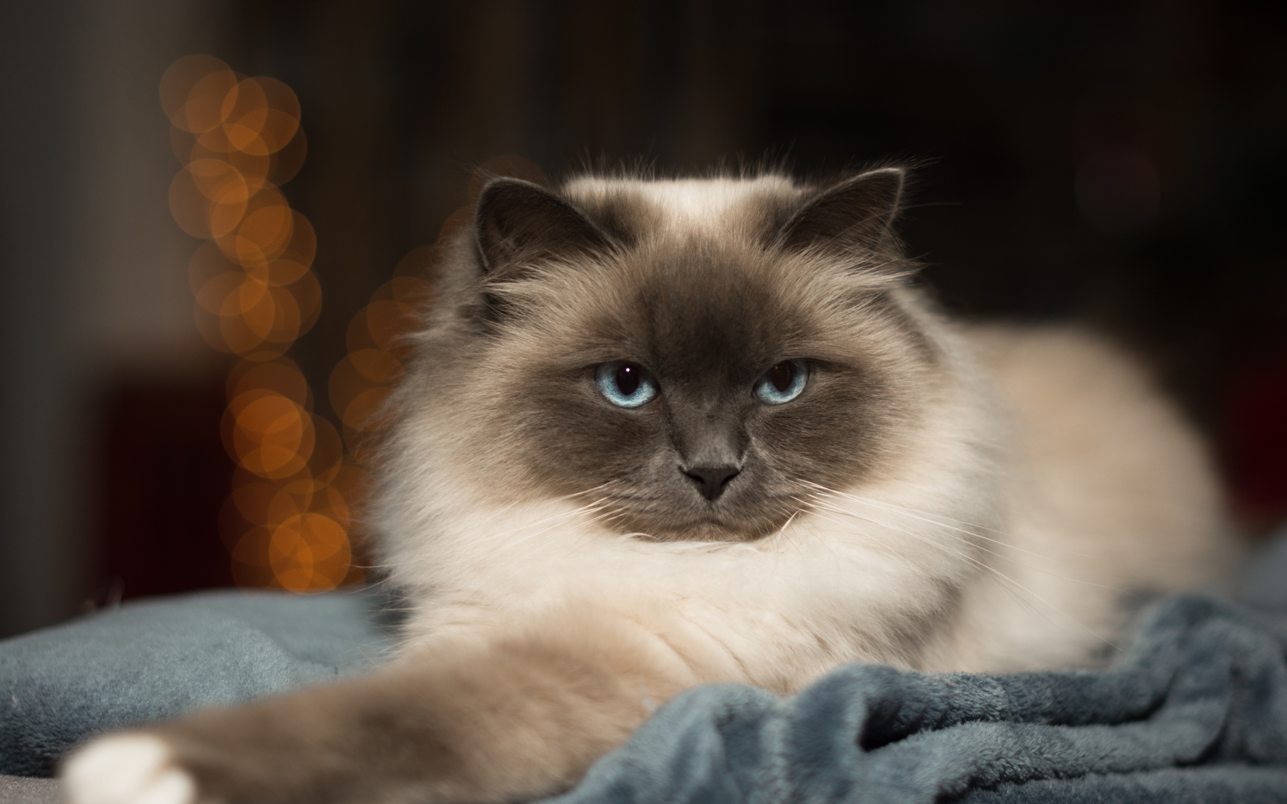 Породистый пушистый голубоглазый кот лежит на кровати