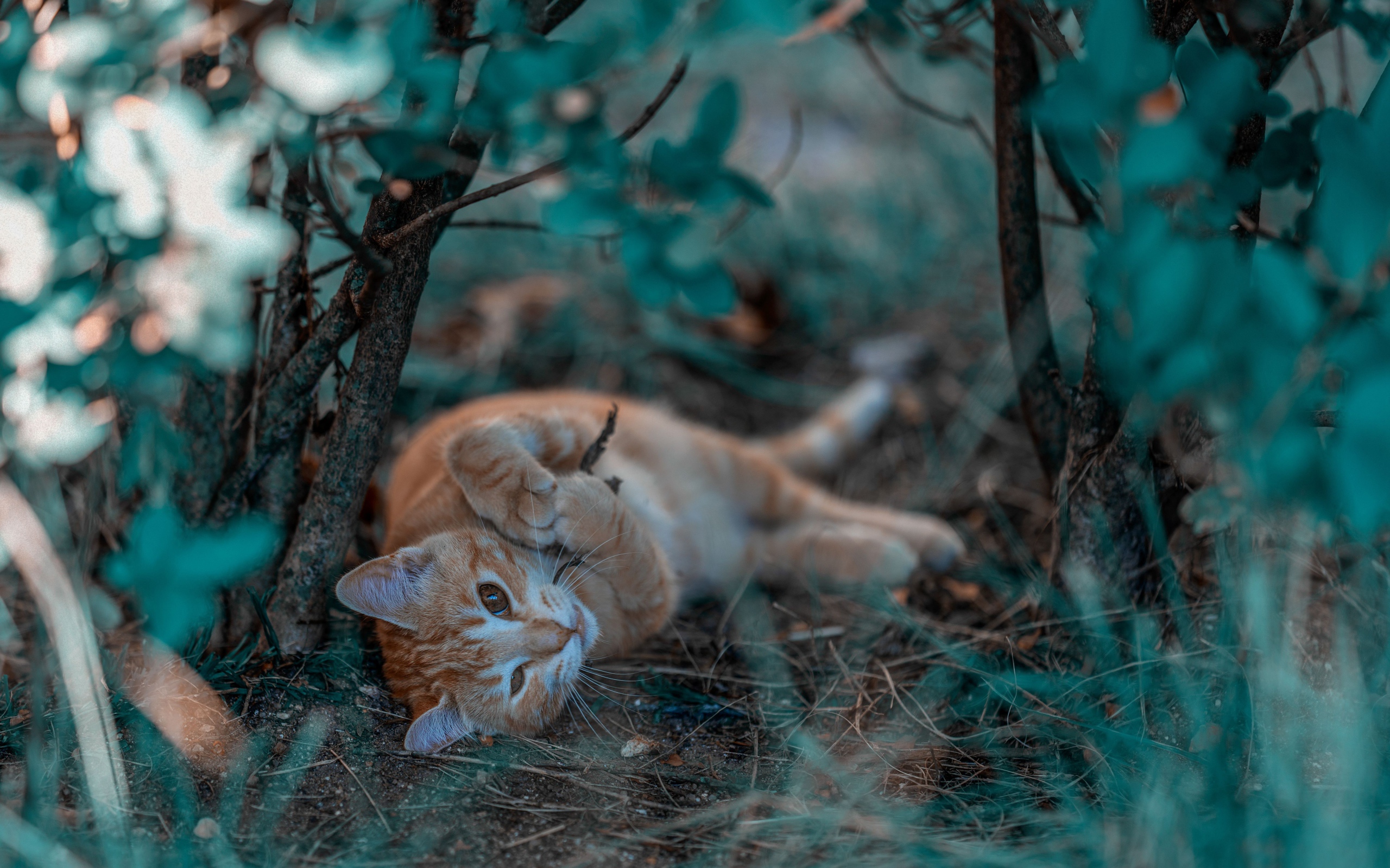 Маленький рыжий котенок в ветках 