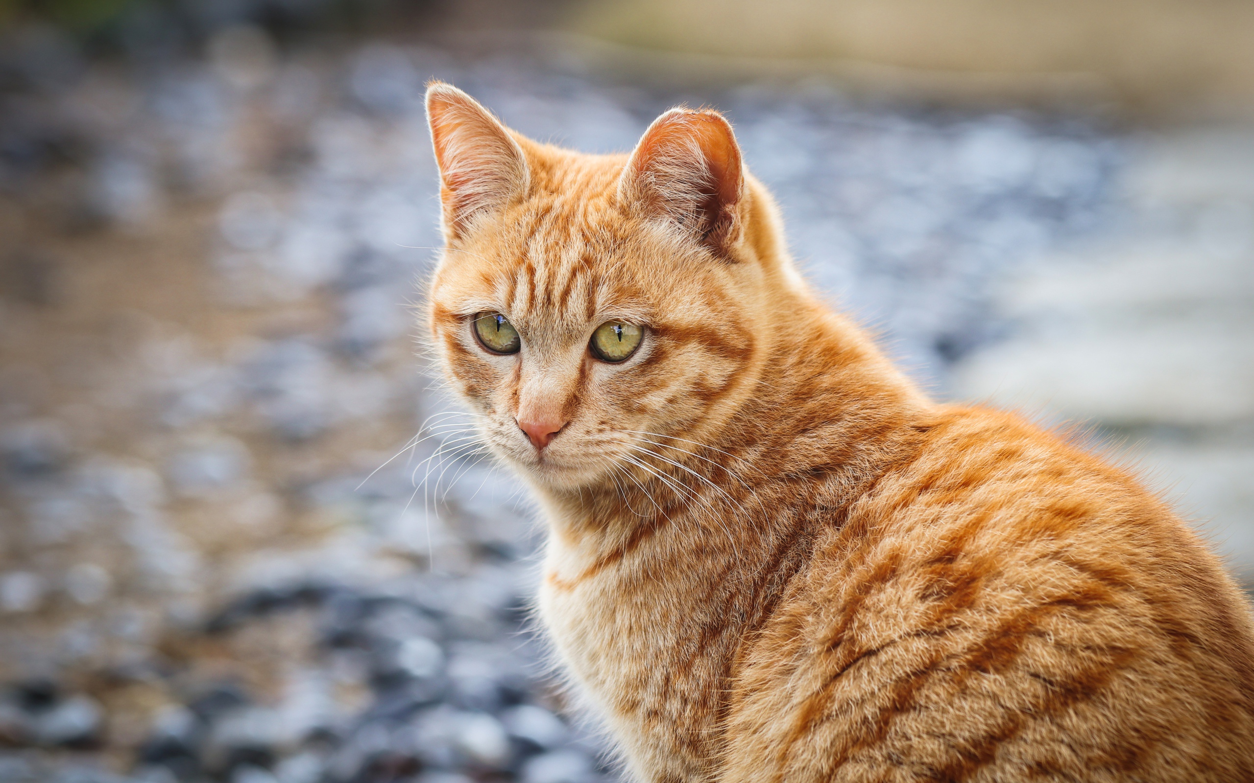 Полосатый рыжий кот смотрит вдаль 