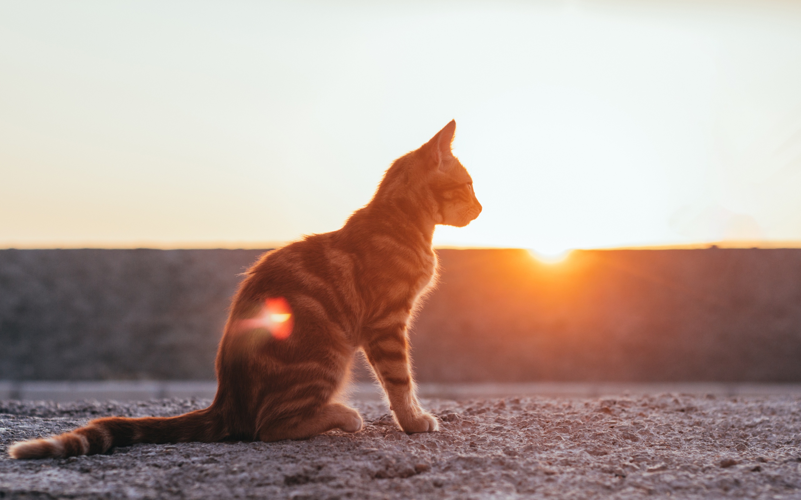 Полосатый серый кот в лучах солнца