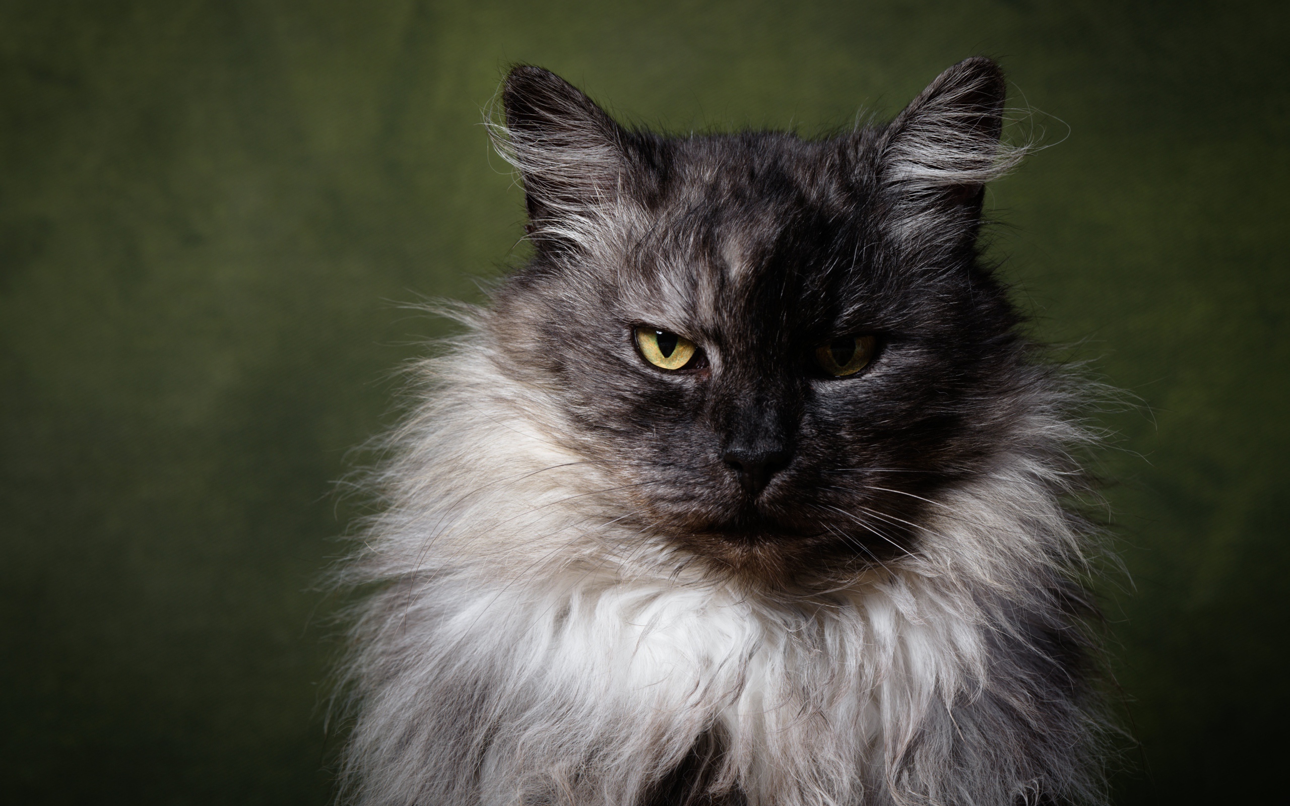 Грозный пушистый кот с желтыми глазами