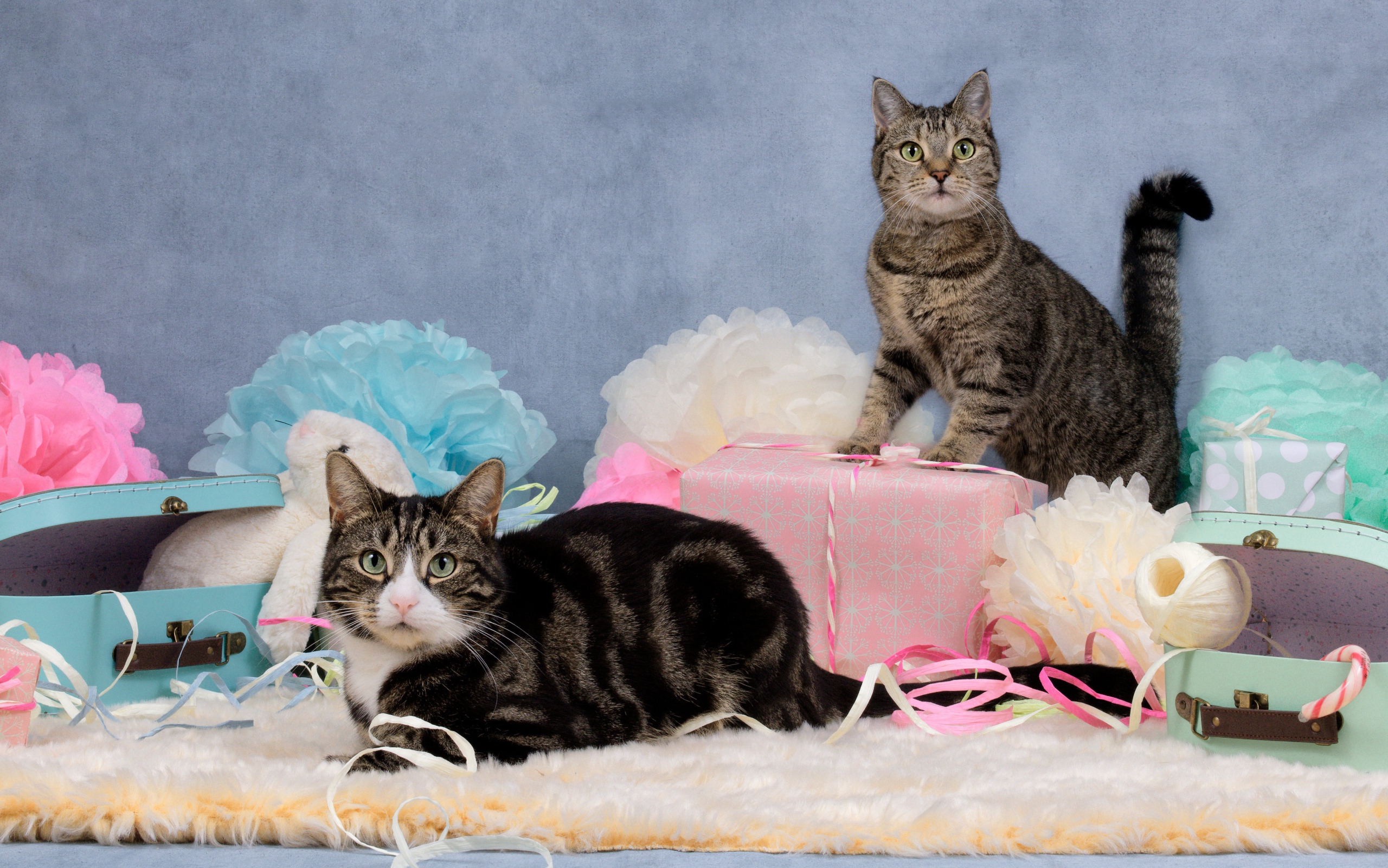 Два серых кота с подарками и цветами на сером фоне