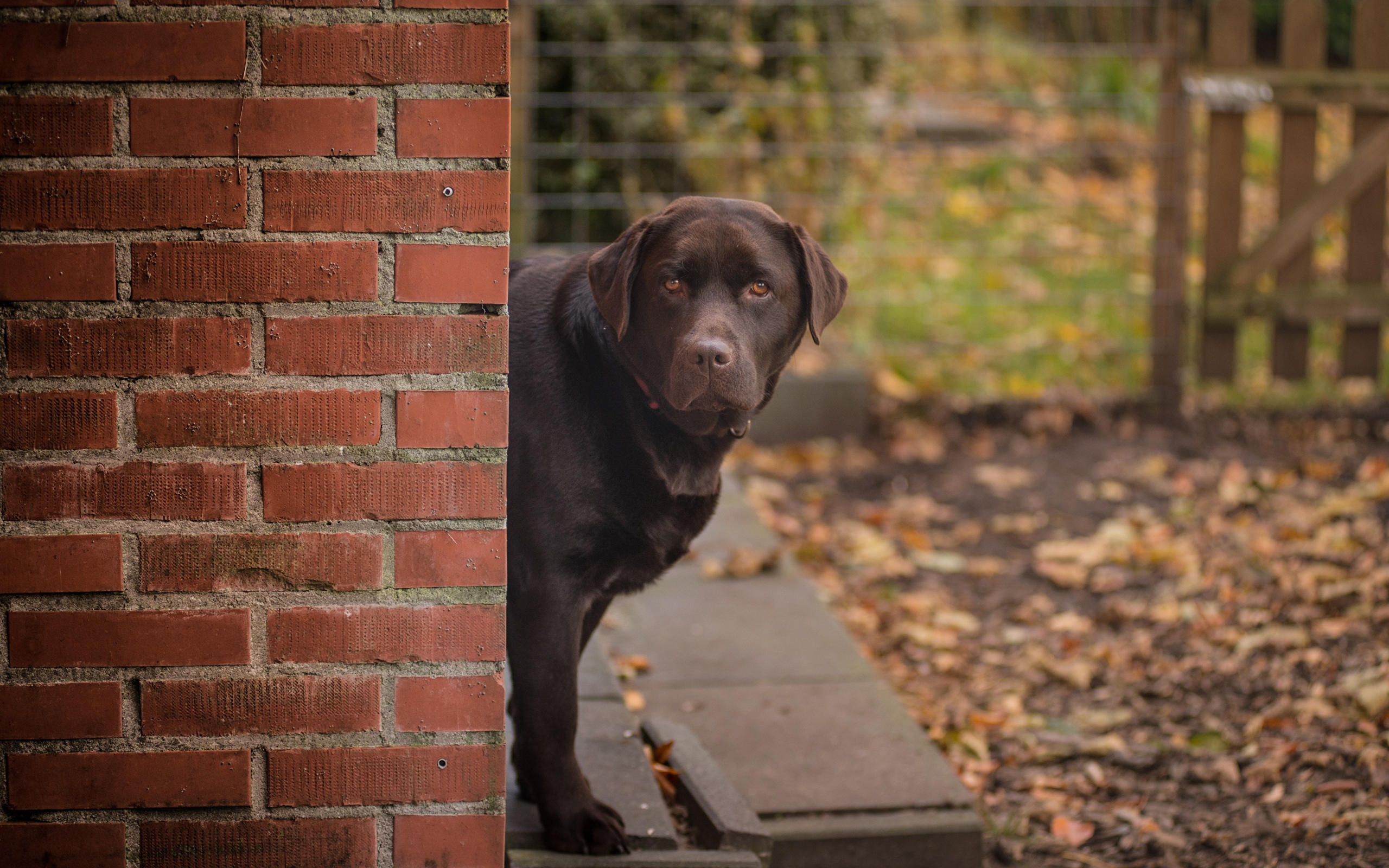 Коричневый лабрадор стоит у  кирпичной стены