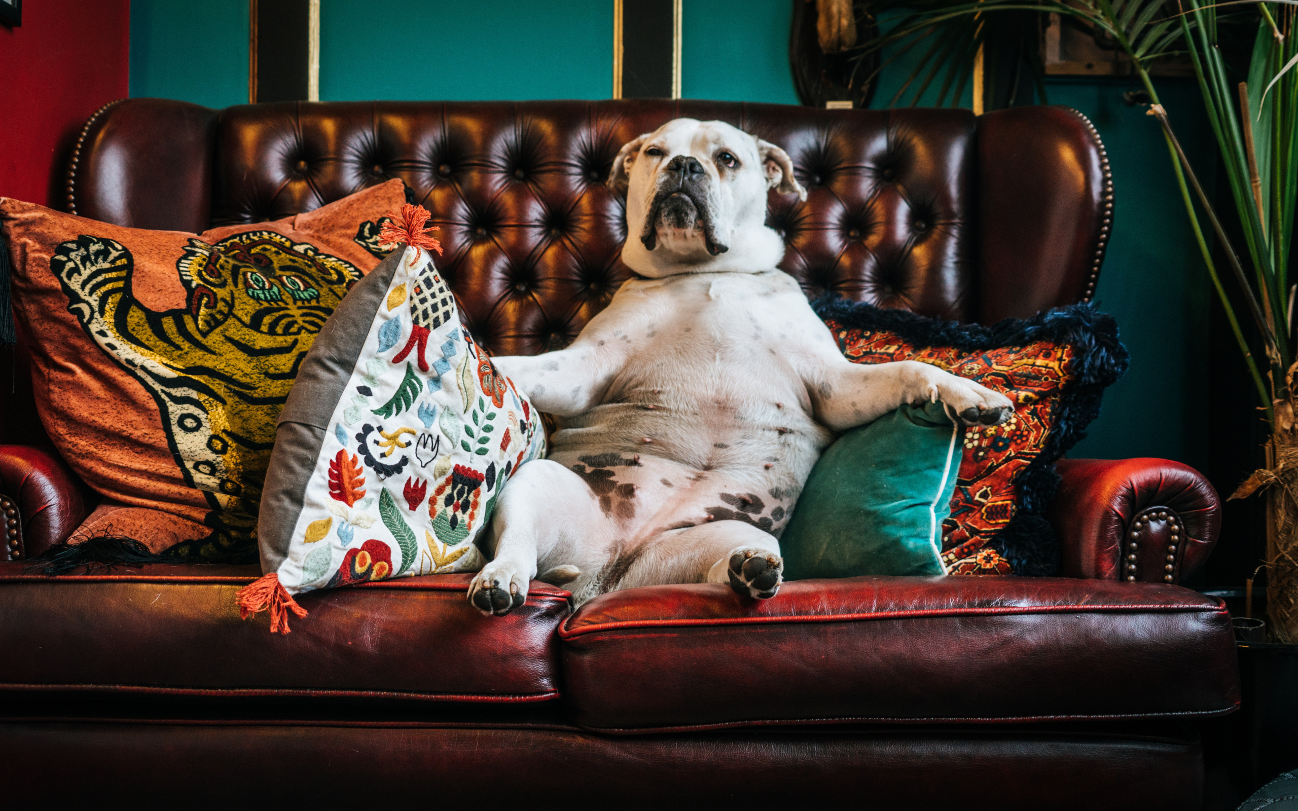 Большой белый бульдог лежит на кожаном диване с подушками