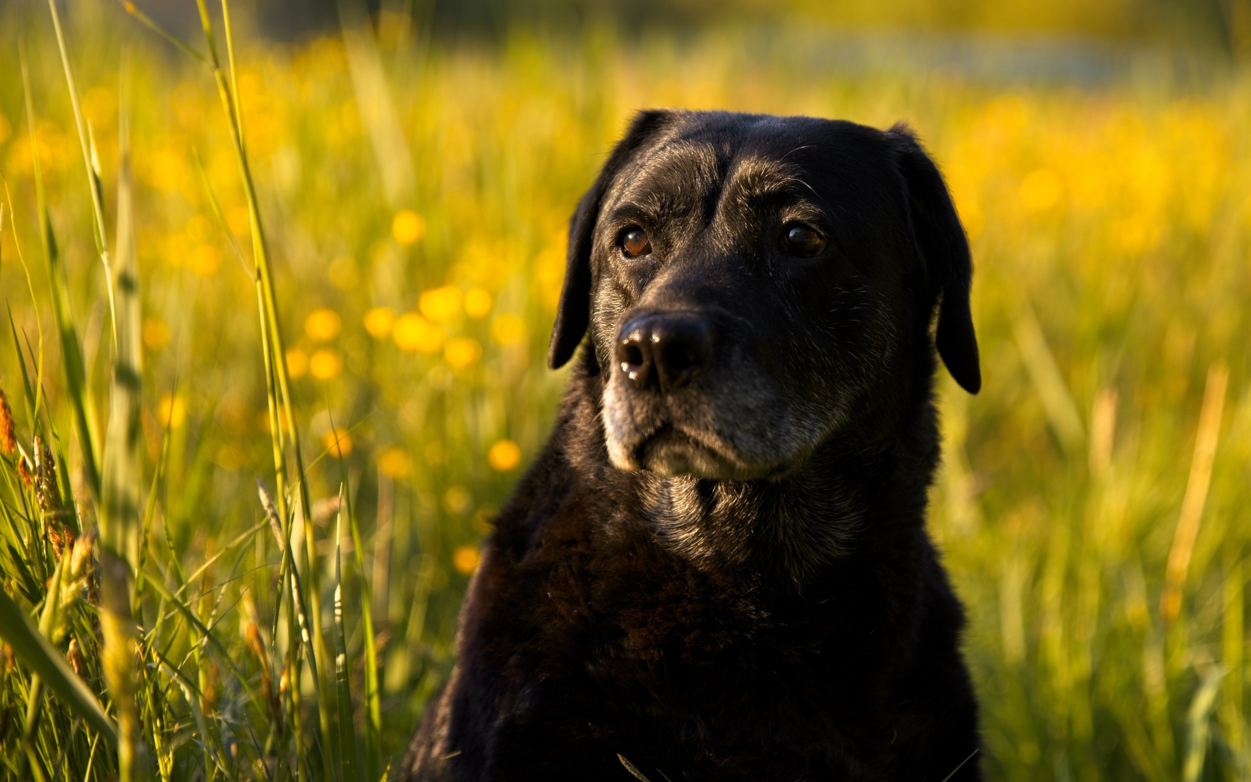 Большой черный лабрадор сидит в зеленой траве