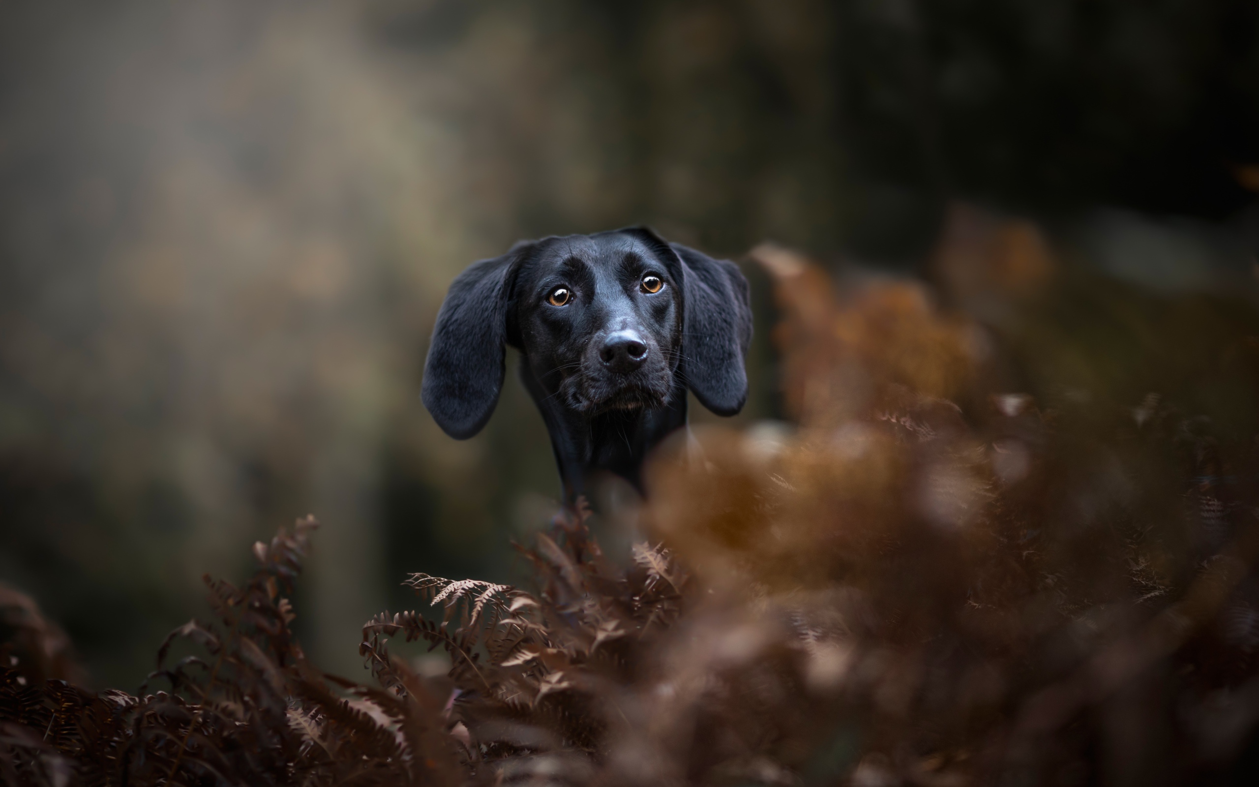 Черный пес прячется в листьях 