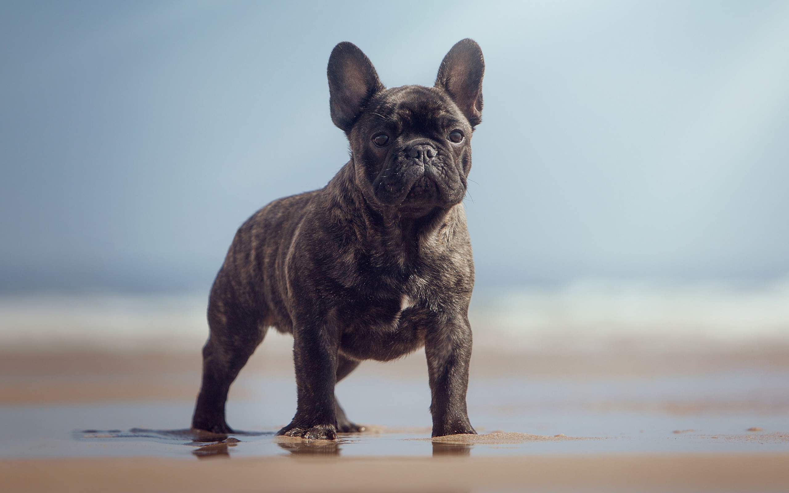 Черный французский бульдог стоит на мокром песке