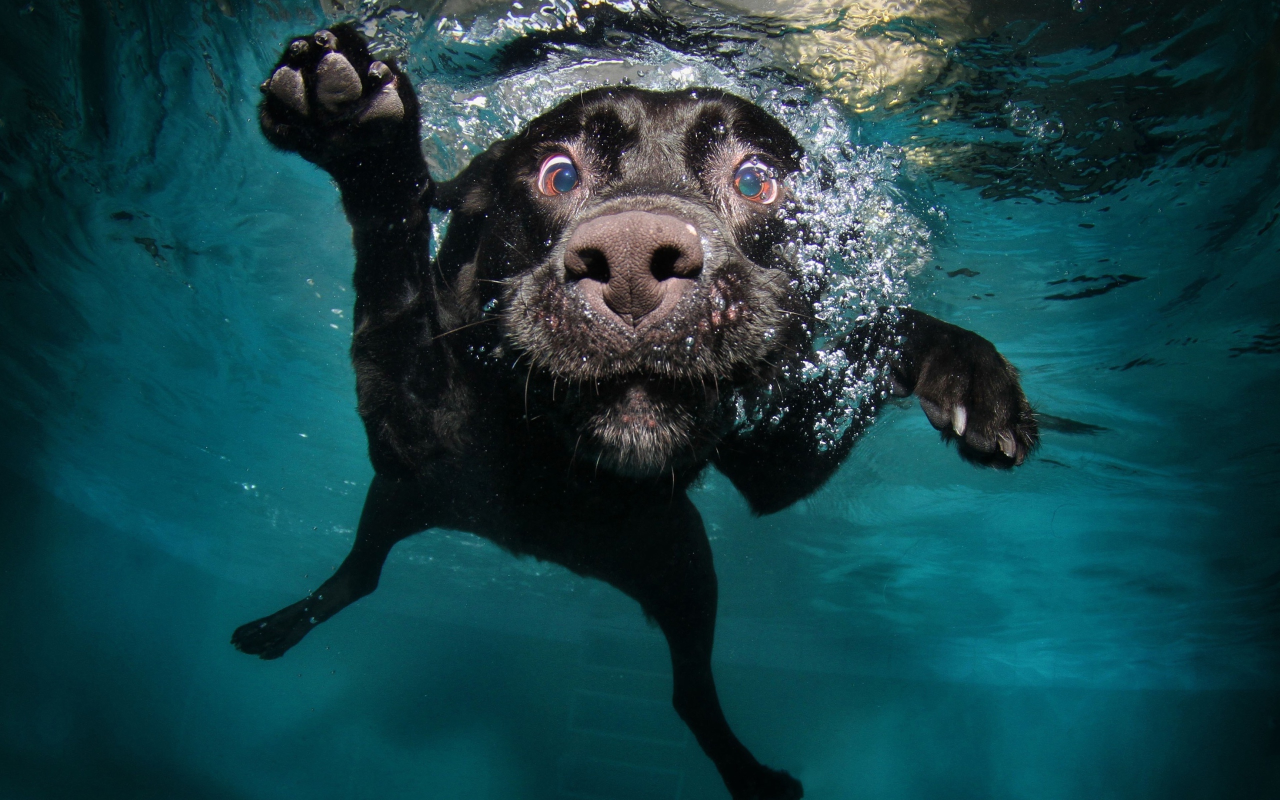 Черный золотистый ретривер плавает в воде 