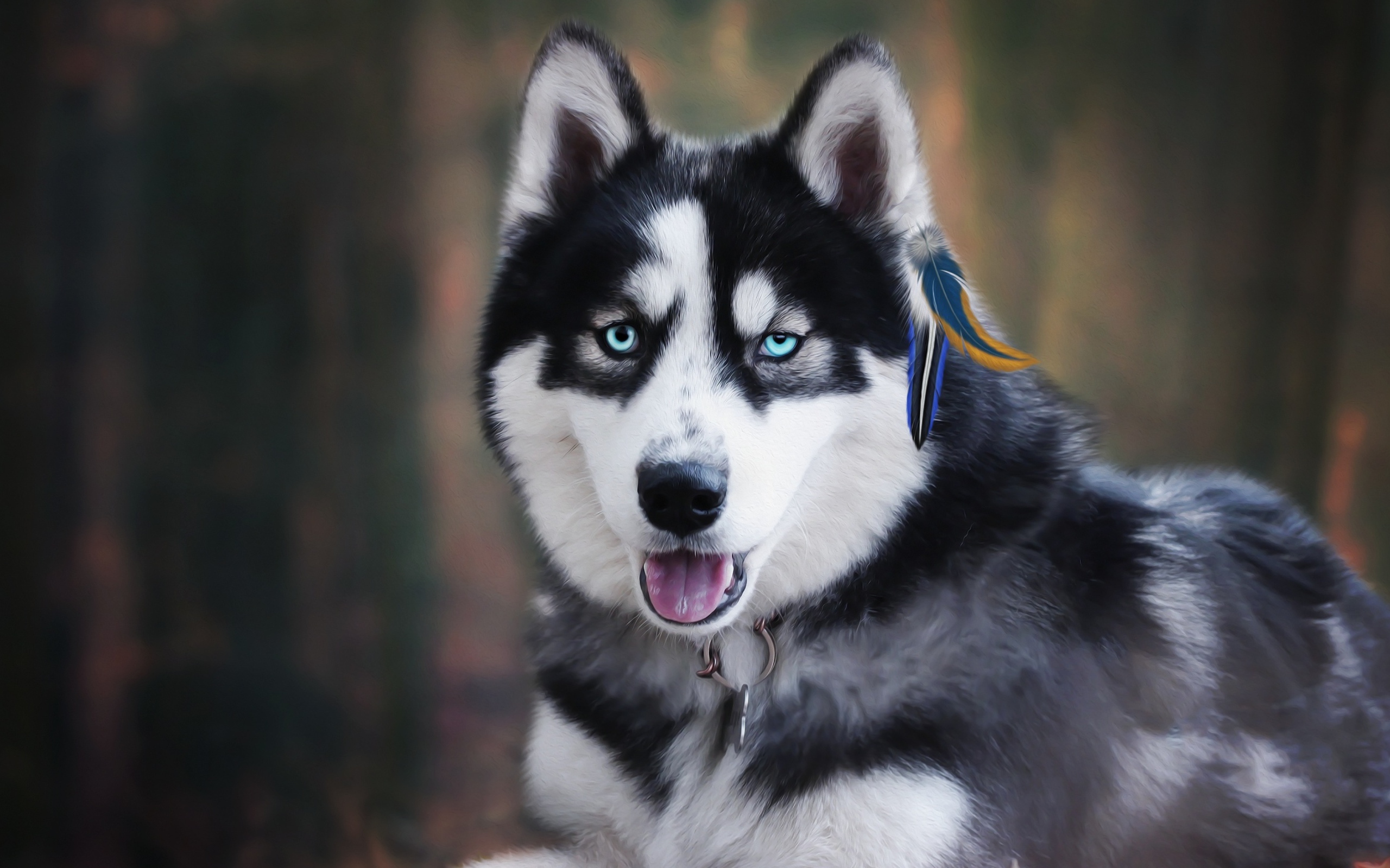 Голубоглазый хаски с высунутым языком